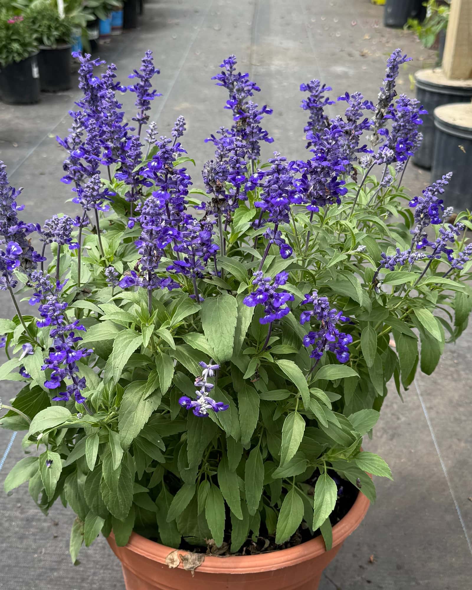 Victoria Blue Salvia - Main Image