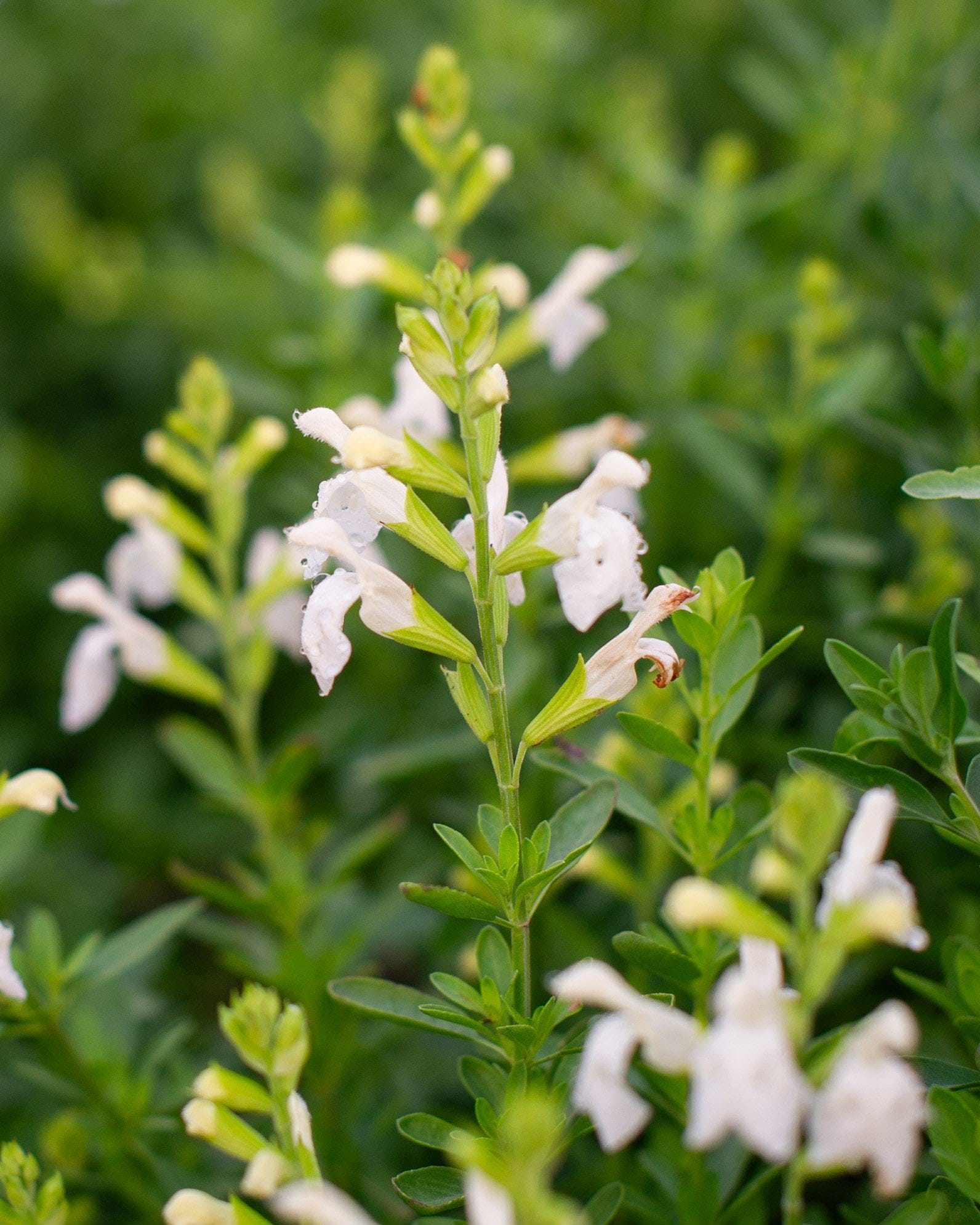 White Salvia Greggii