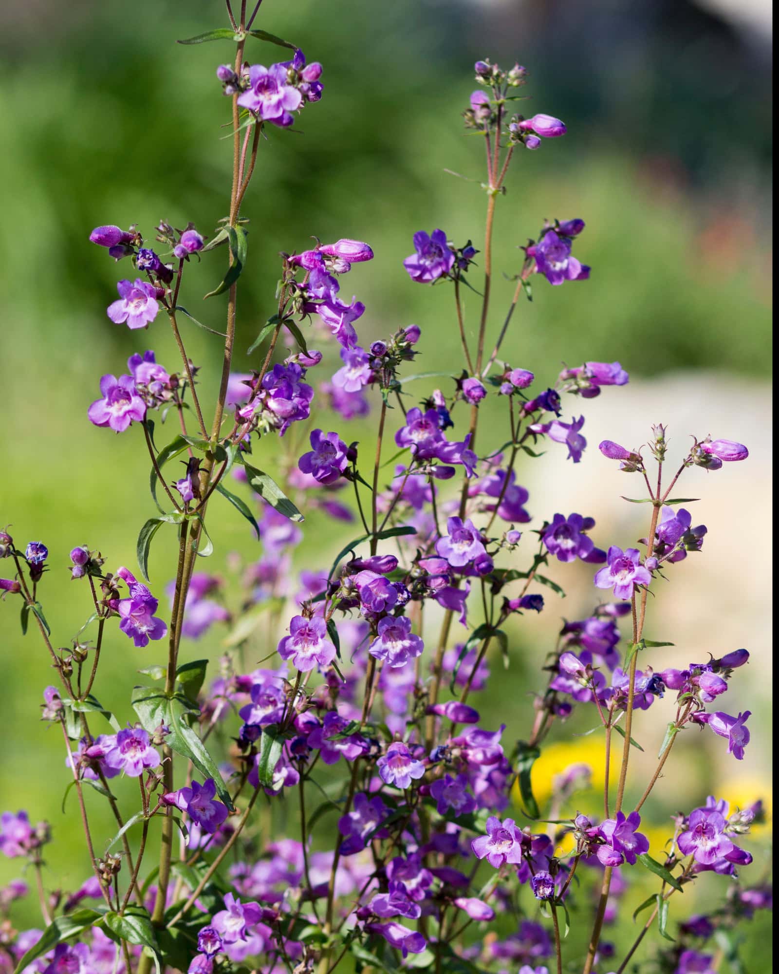 Rock Candy Blue Penstemon - Main Image