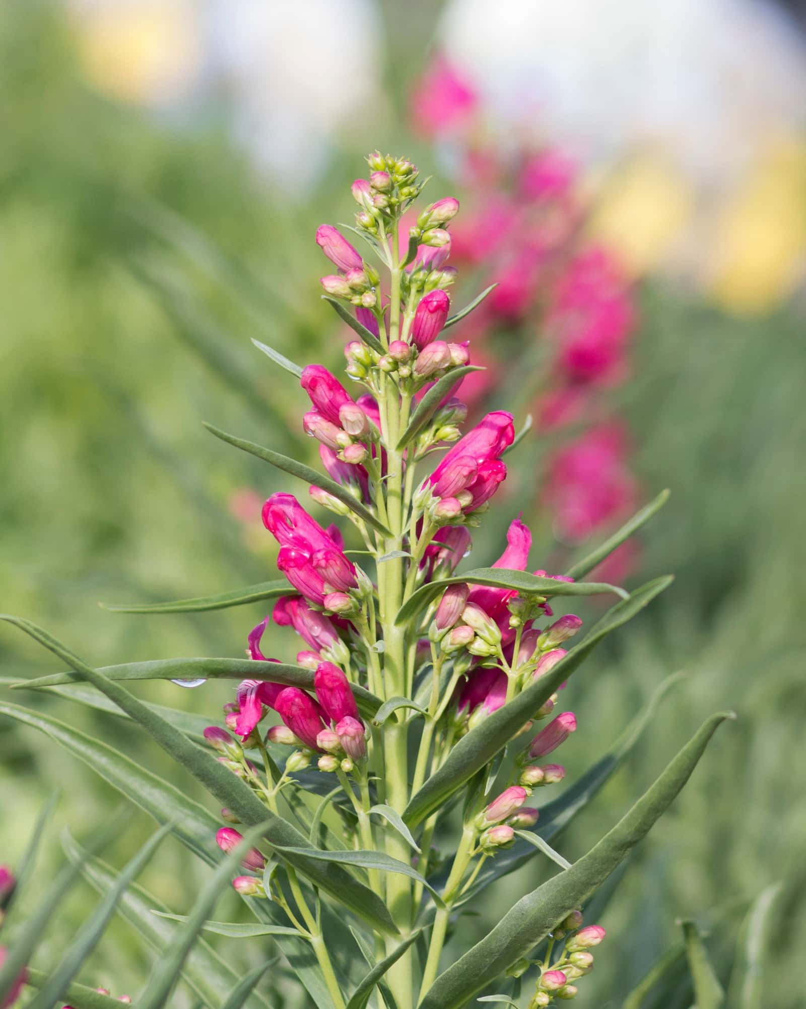 Rock Candy Ruby Penstemon - Main Image