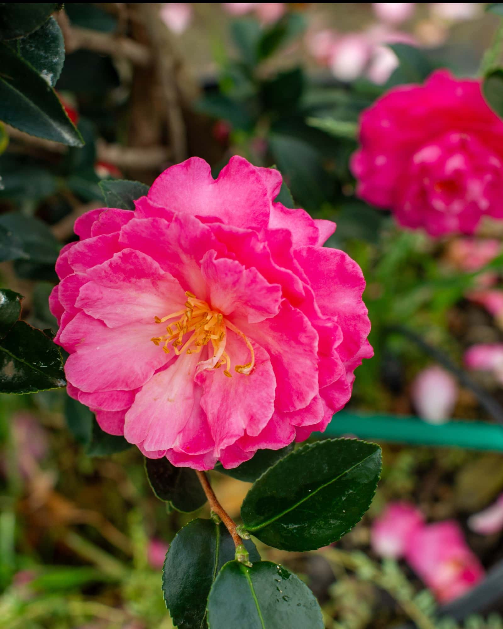 Rose of Autumn Camellia - Main Image