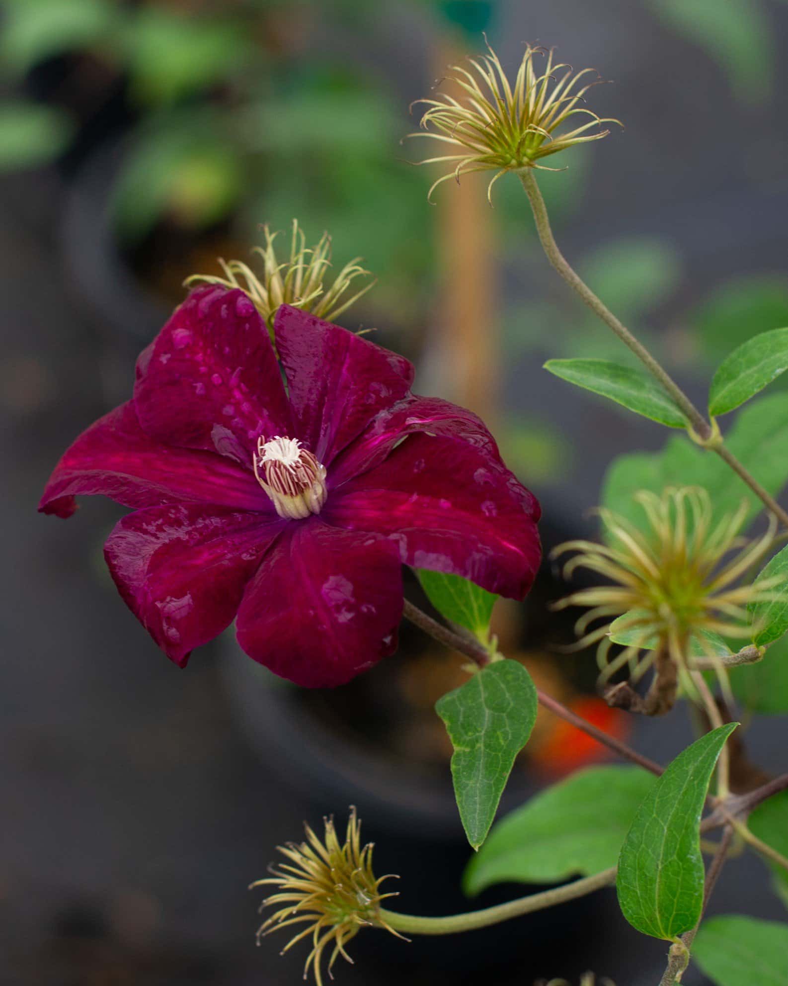 Rouge Cardinal Clematis - Main Image