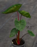 Royal Hawaiian Elephant Ear Hawaiian Punch thumbnail 1