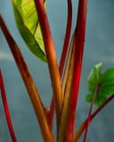Royal Hawaiian Elephant Ear Hawaiian Punch thumbnail 3
