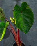 Royal Hawaiian Elephant Ear Hawaiian Punch thumbnail 4