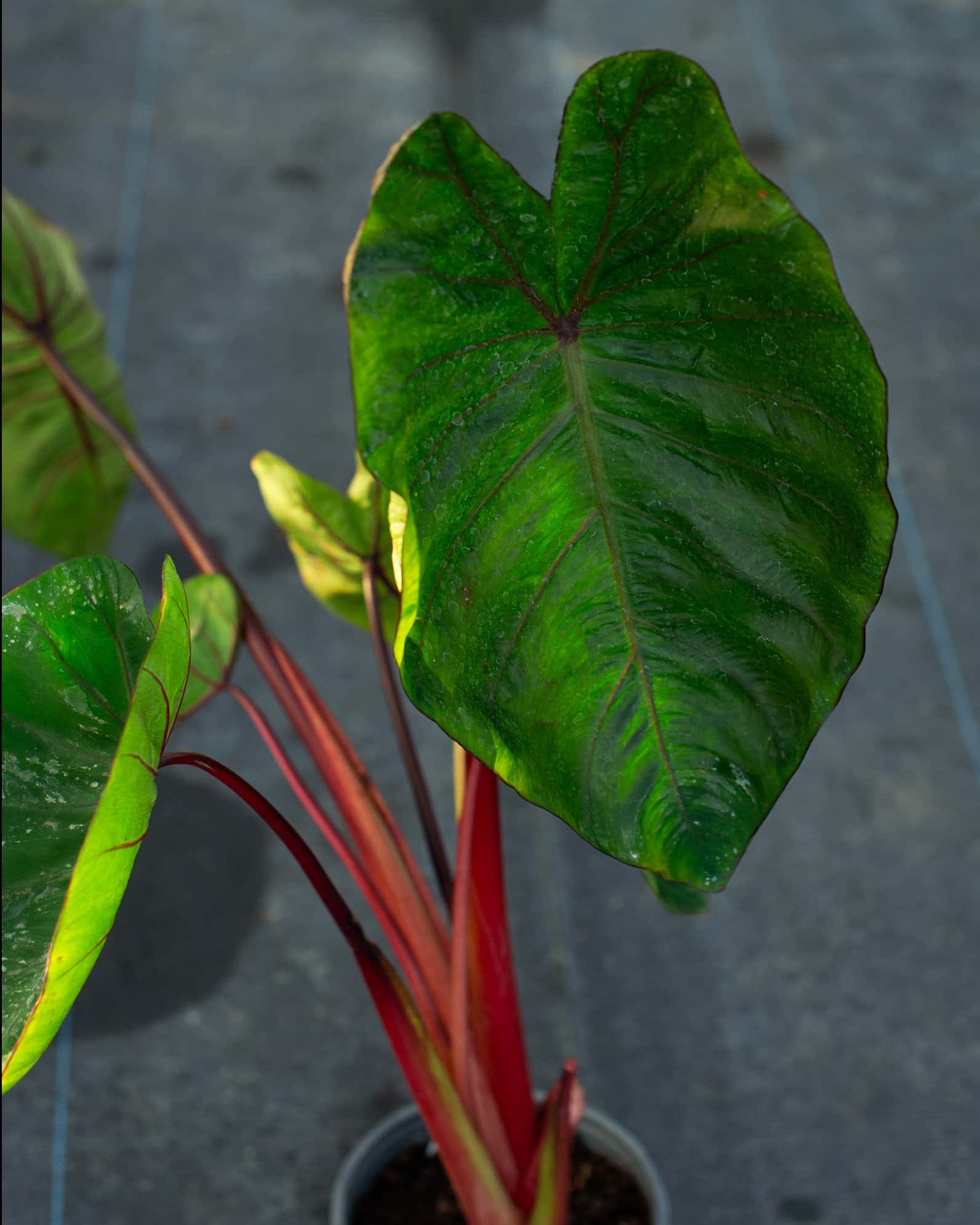Royal Hawaiian Elephant Ear Hawaiian Punch - Image 3
