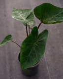 Royal Hawaiian Elephant Ear Hawaiian Punch thumbnail 5