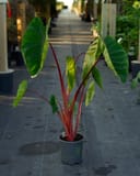 Royal Hawaiian Elephant Ear Hawaiian Punch thumbnail 6