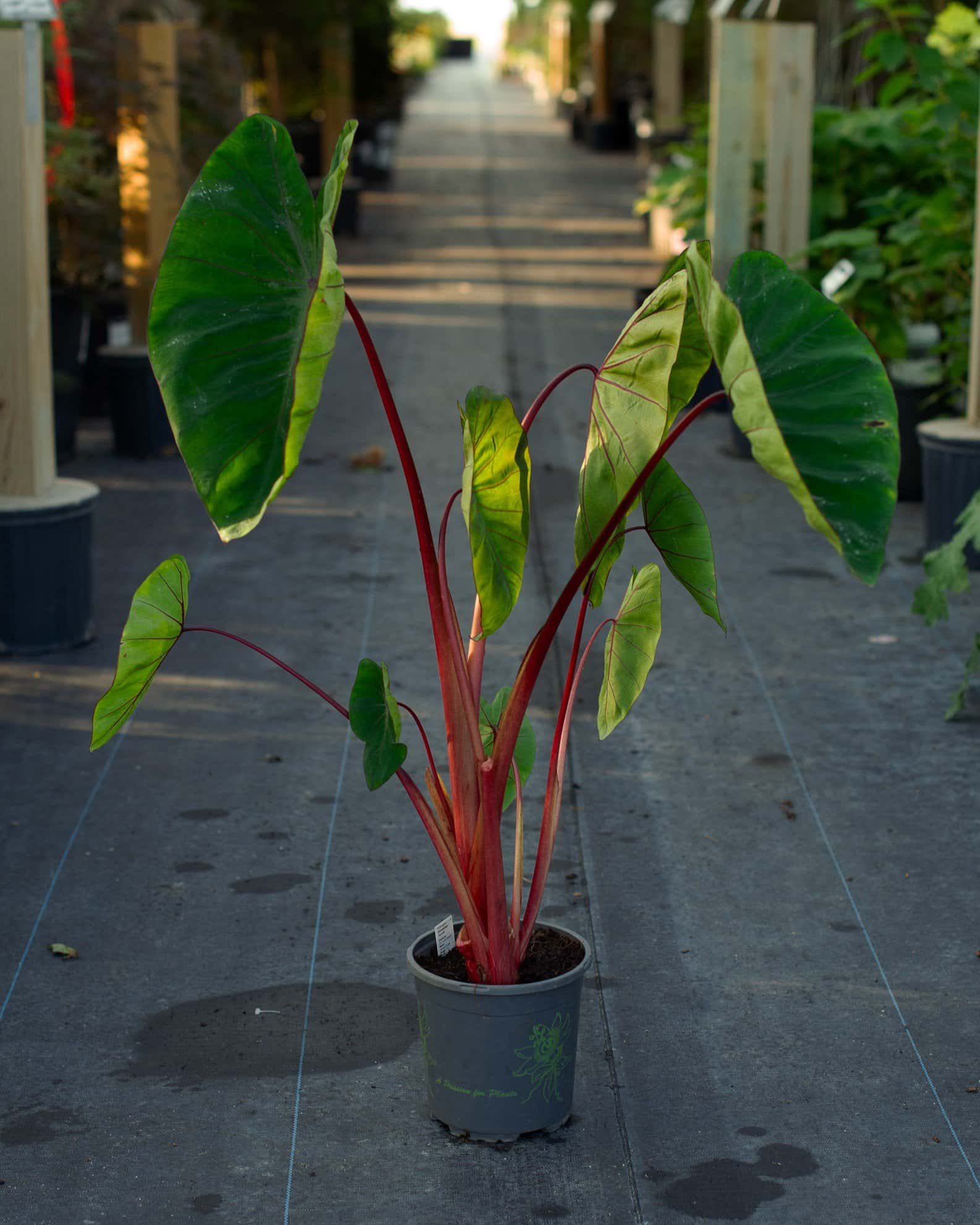 Royal Hawaiian Elephant Ear Hawaiian Punch - Image 5