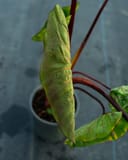 Royal Hawaiian Elephant Ear Hawaiian Punch thumbnail 7