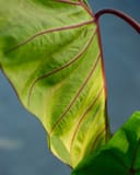 Royal Hawaiian Elephant Ear Hawaiian Punch thumbnail 8