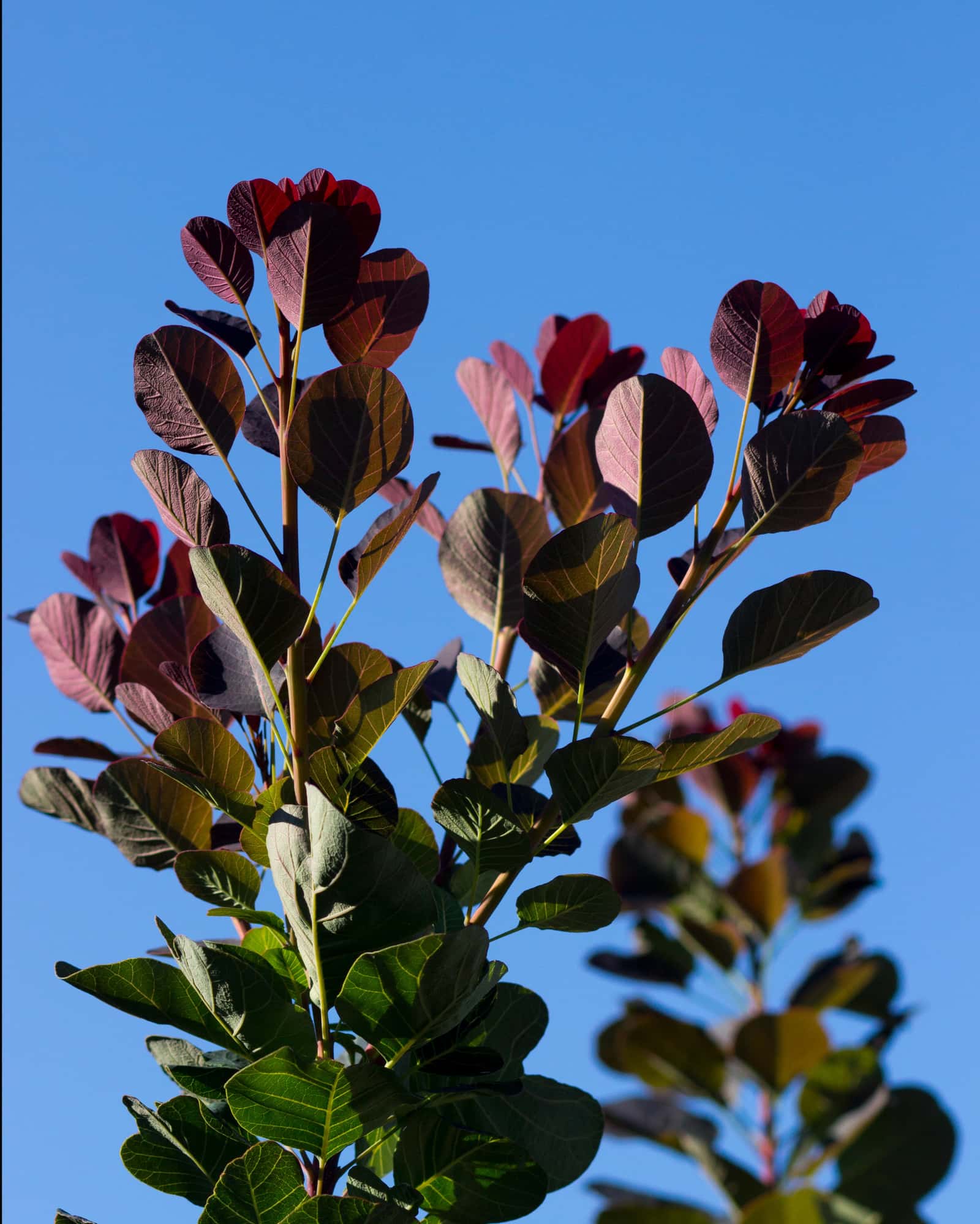 Royal Purple Smoketree - Main Image