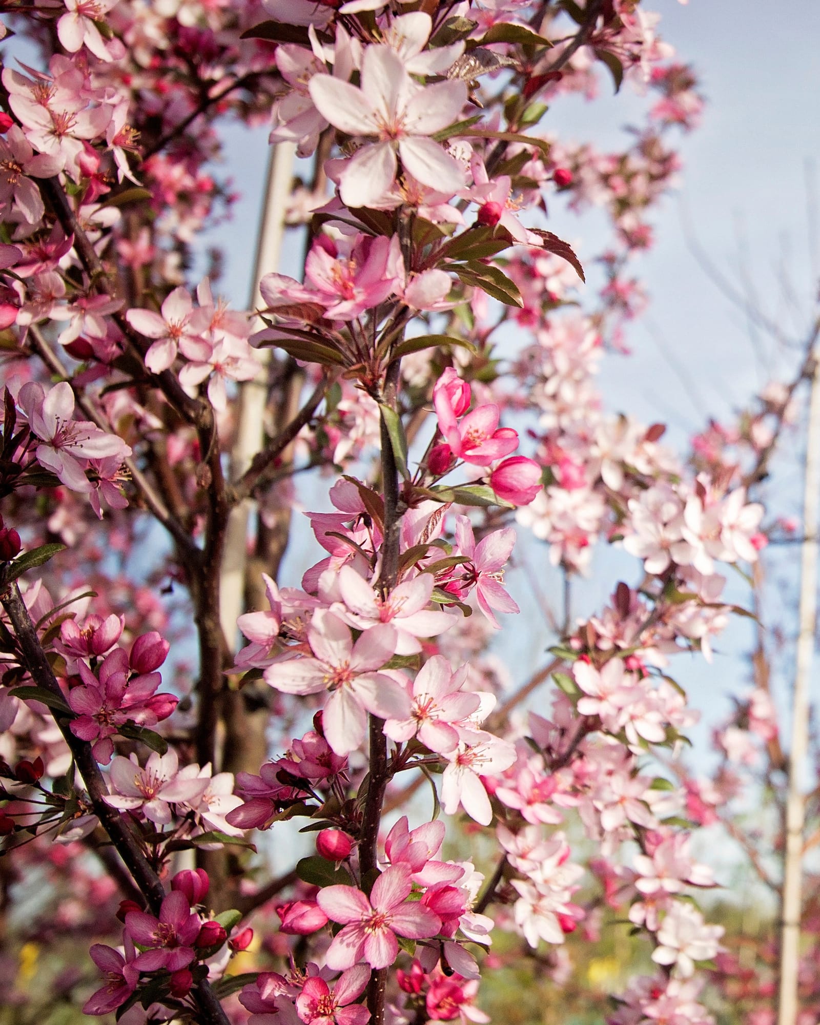 Royal Raindrops Crabapple