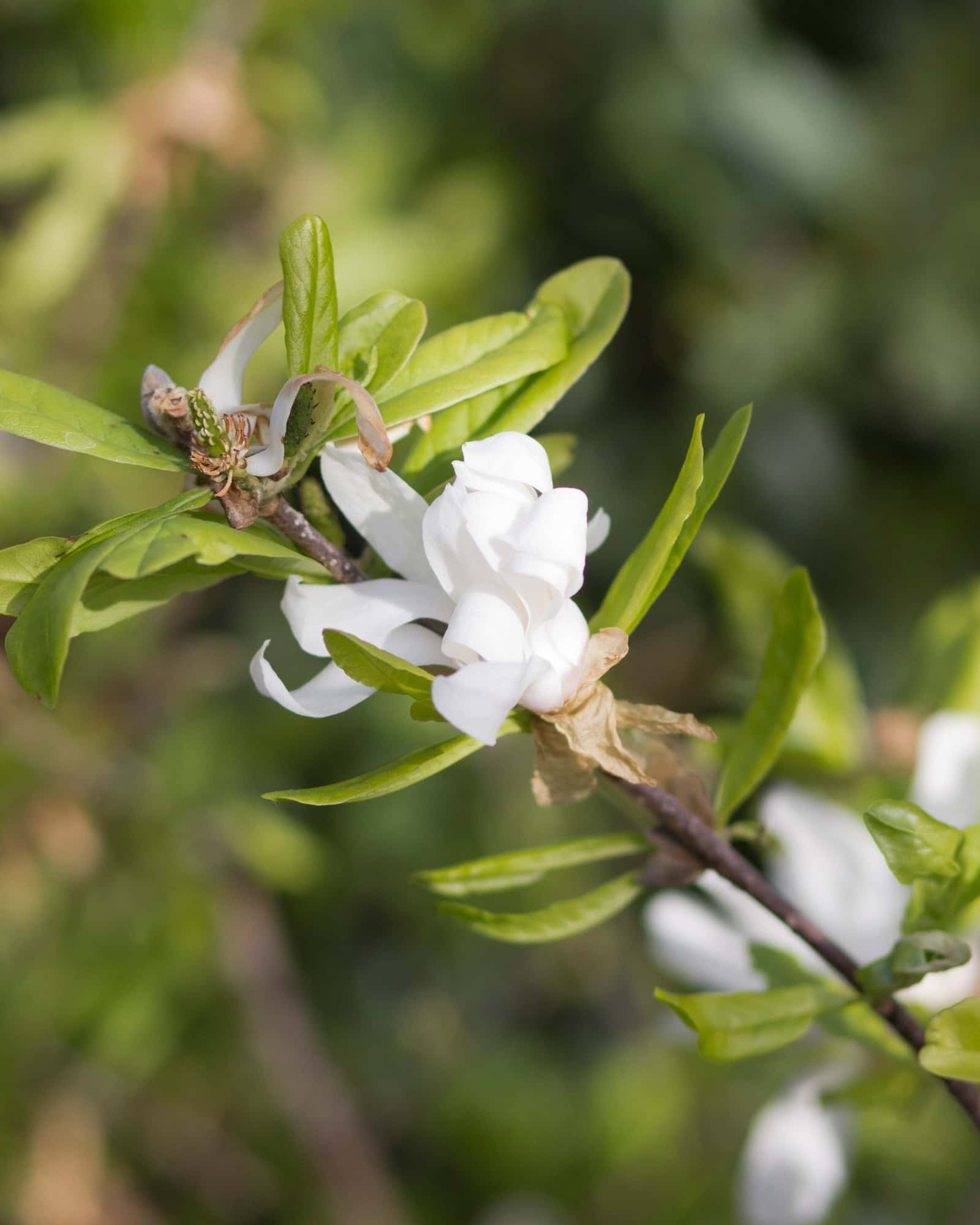 Royal Star Magnolia - Main Image