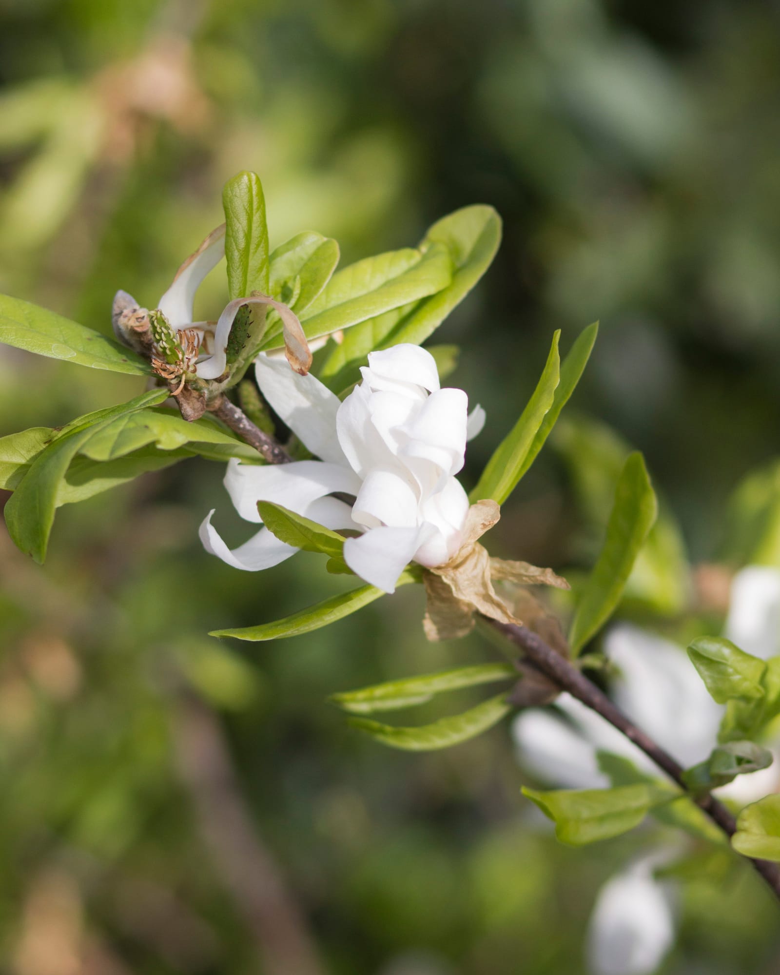 Royal Star Magnolia