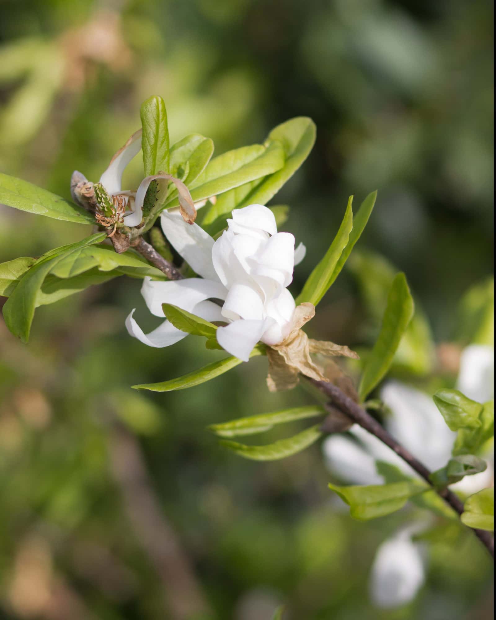 Royal Star Magnolia Tree Form - Main Image