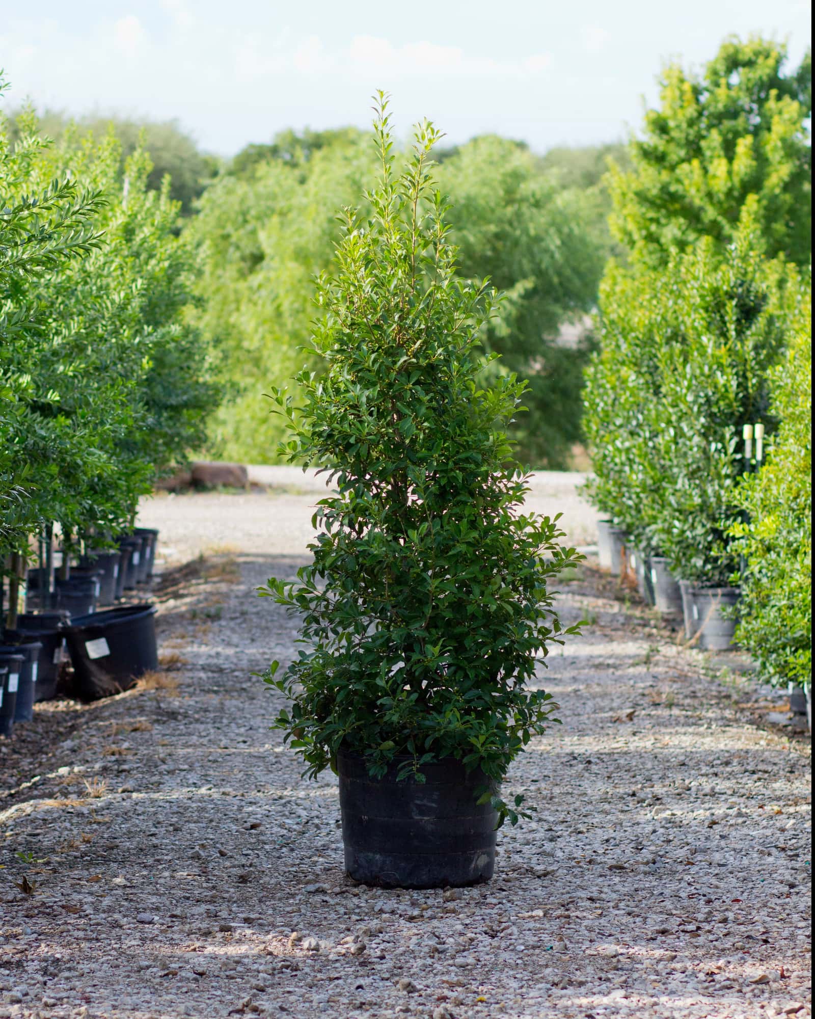 Savannah Holly Full to Ground - Main Image