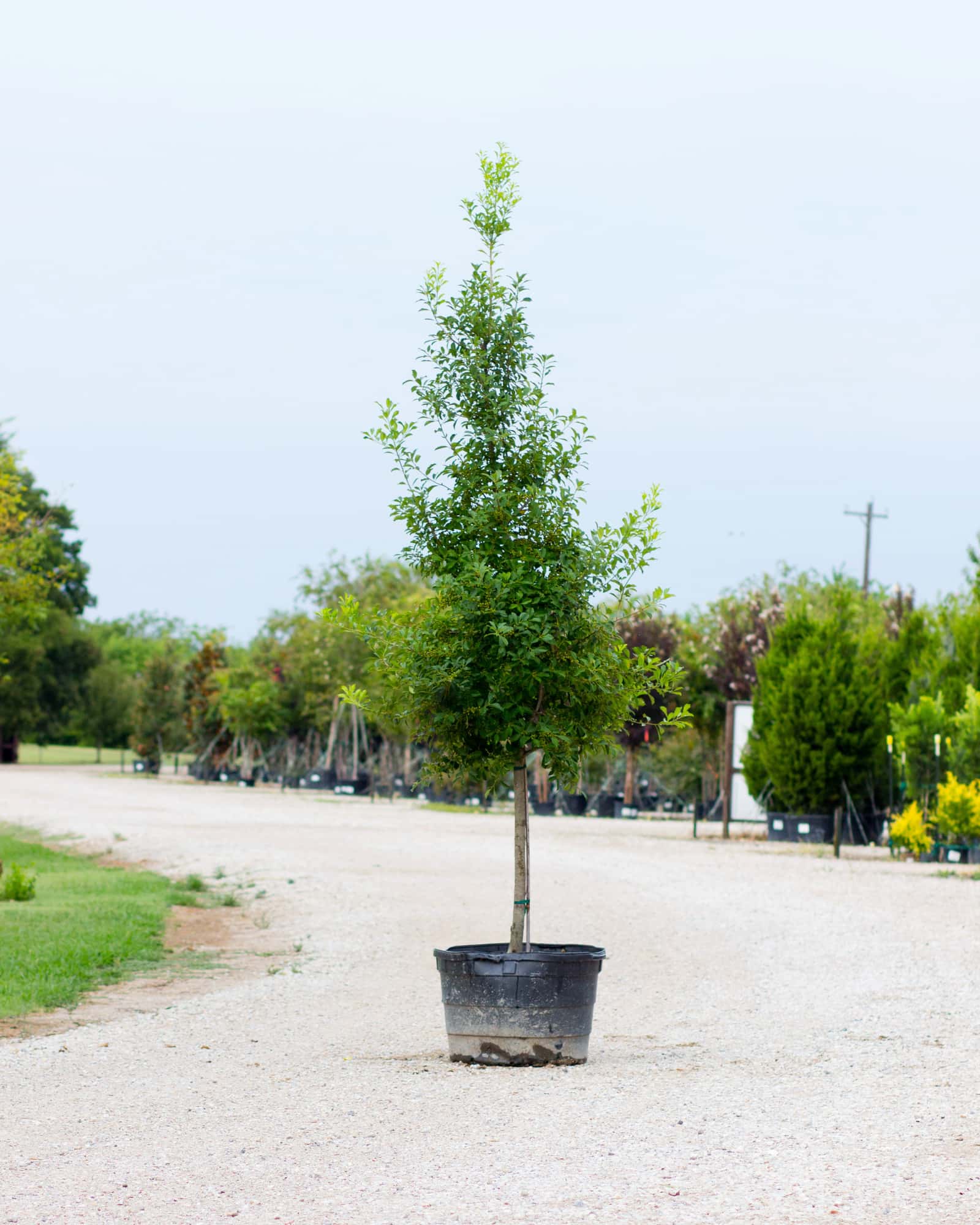 Savannah Holly Tree Form - Main Image