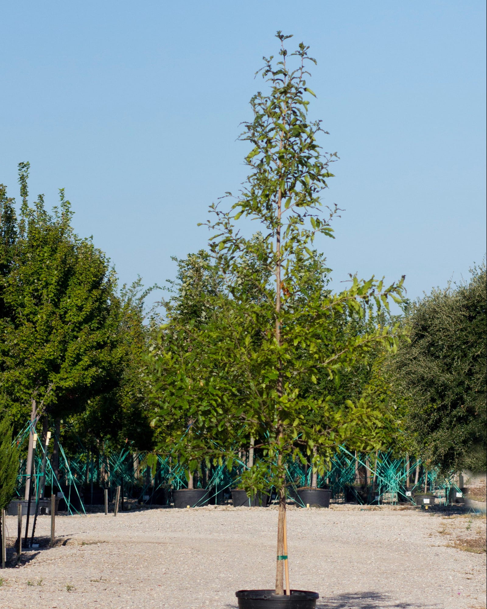 Sawtooth Oak