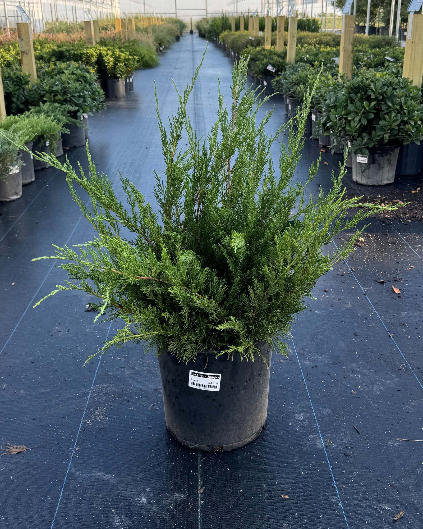 Sea Green Juniper - Main Image