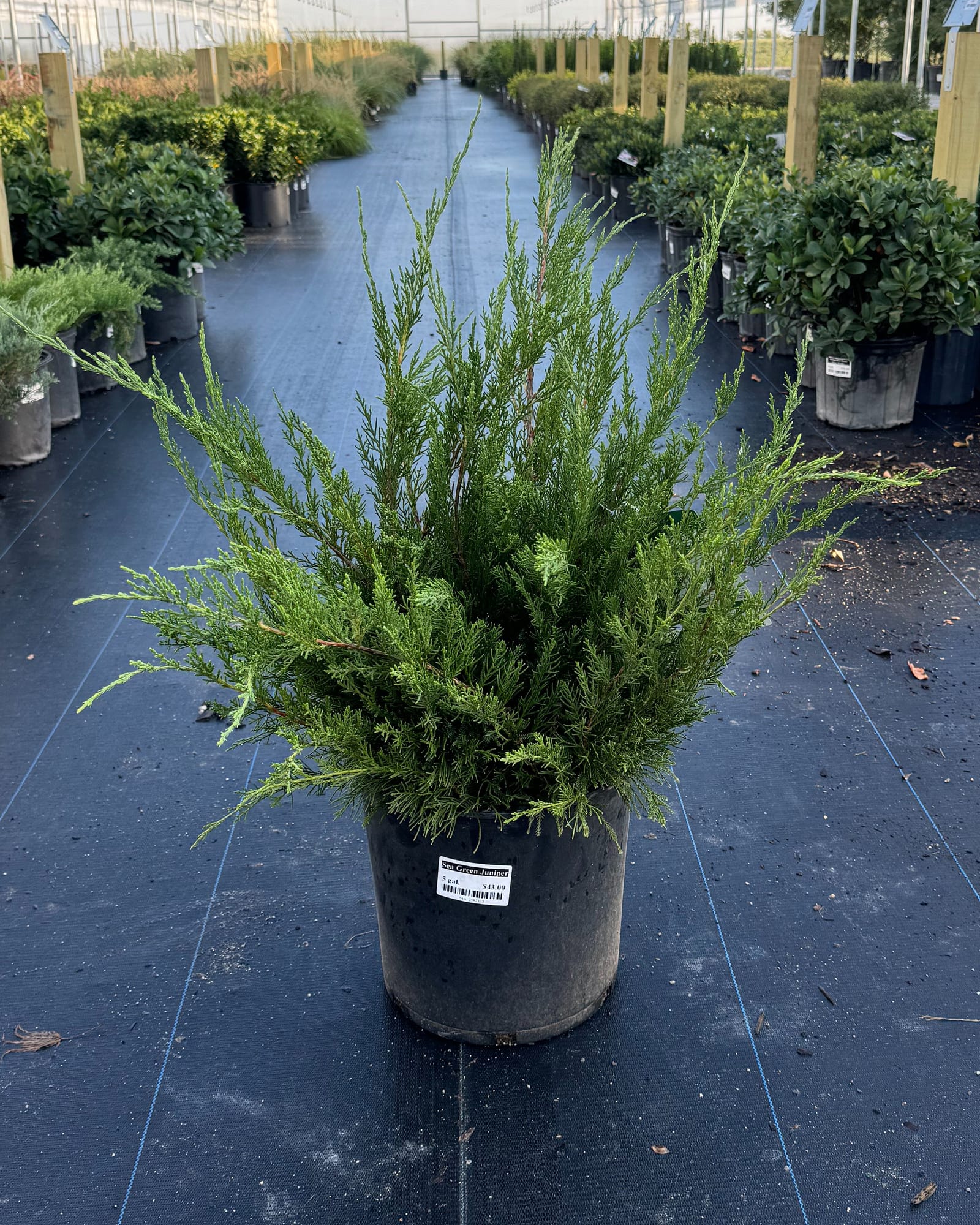 Sea Green Juniper