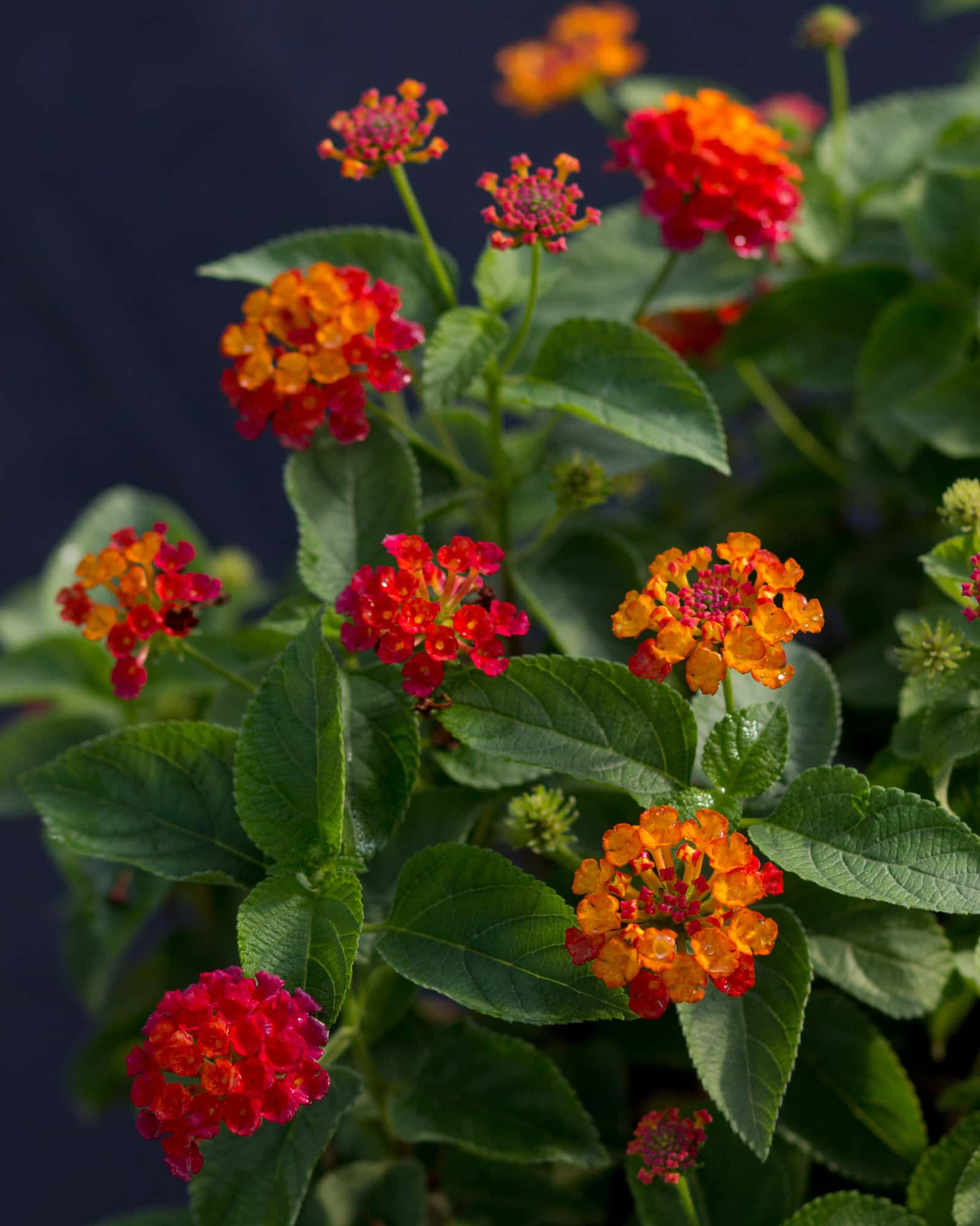 Shamrock Red Lantana - Main Image