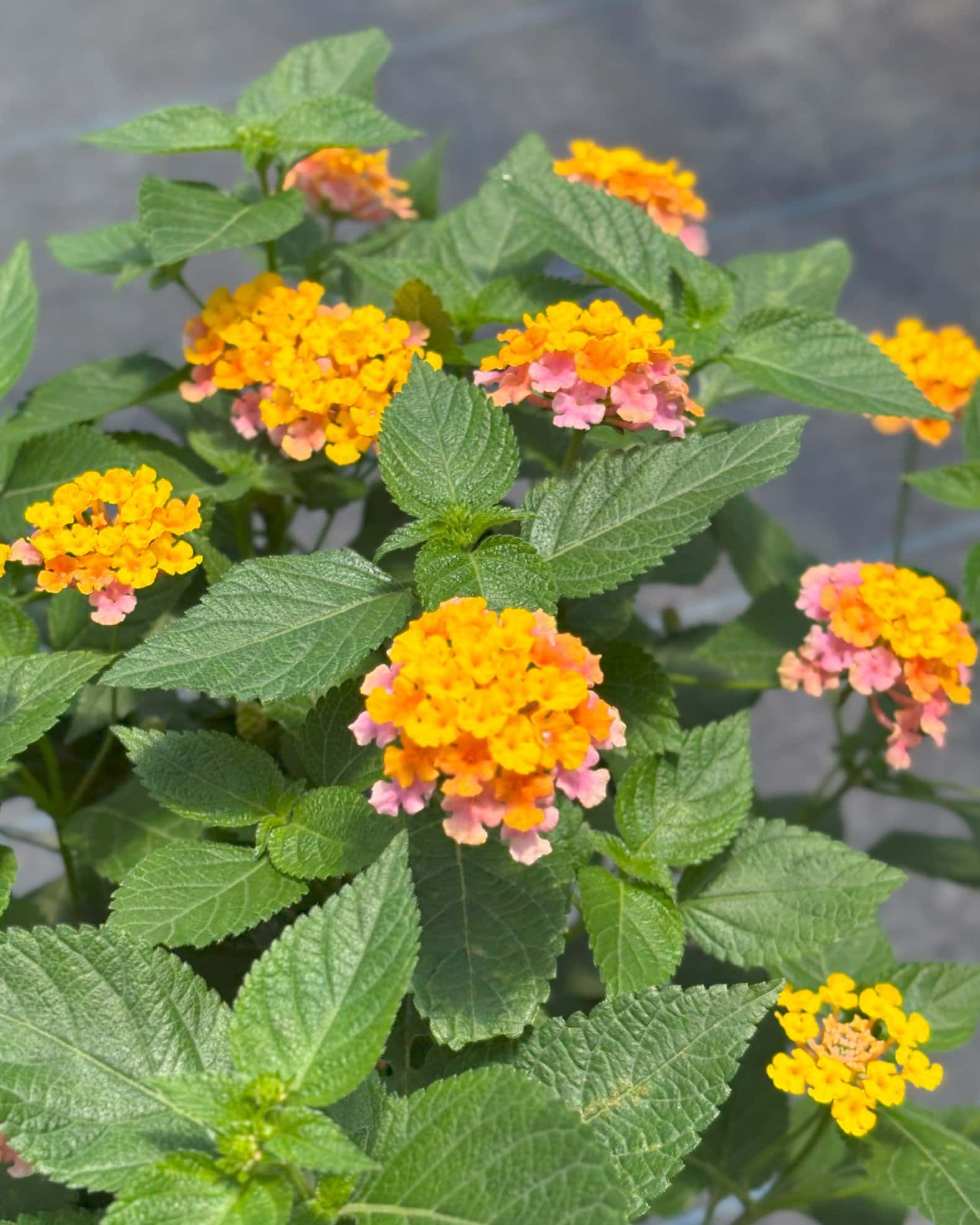 Shamrock Rose Gold Lantana - Main Image