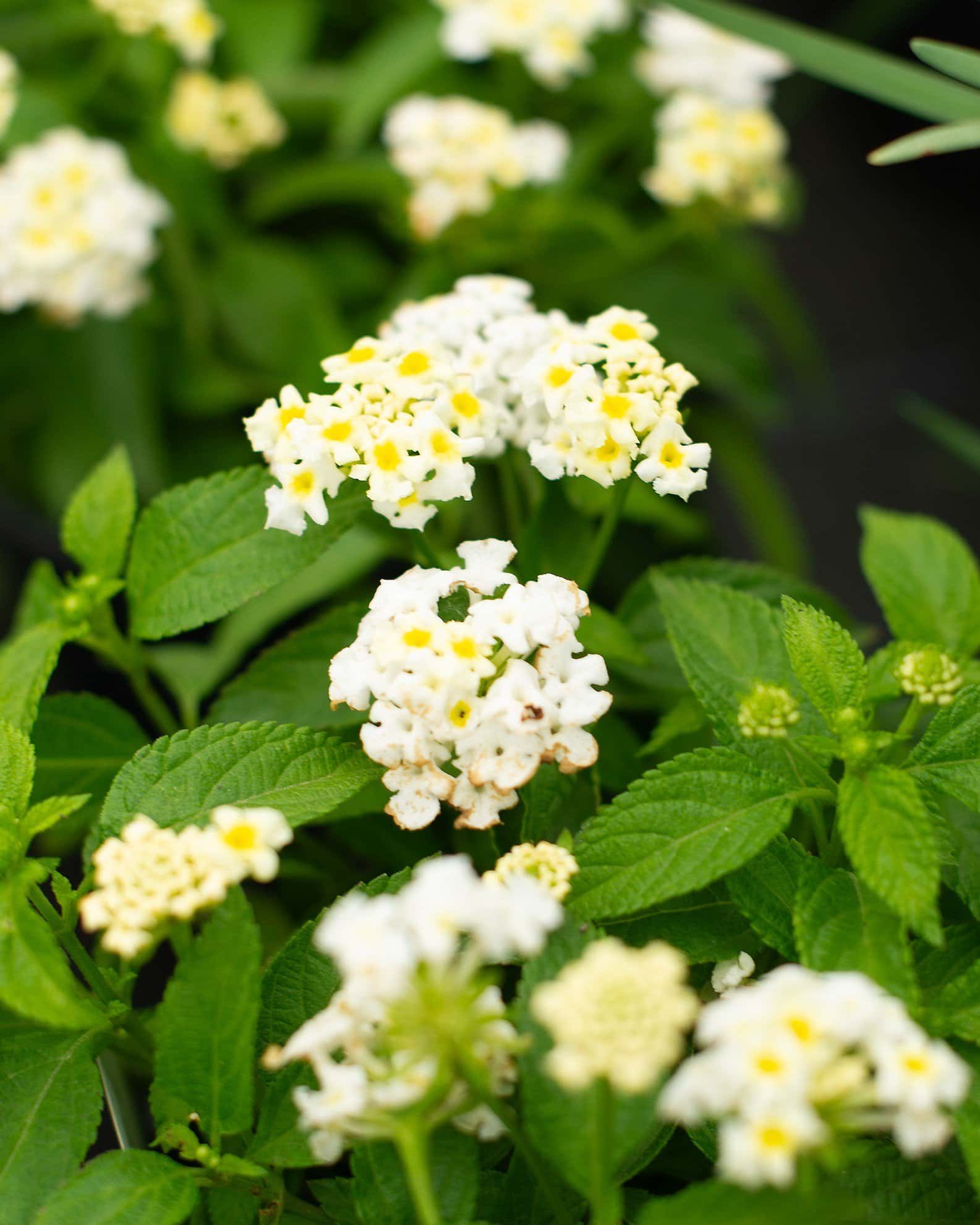 Shamrock White Lantana - Main Image