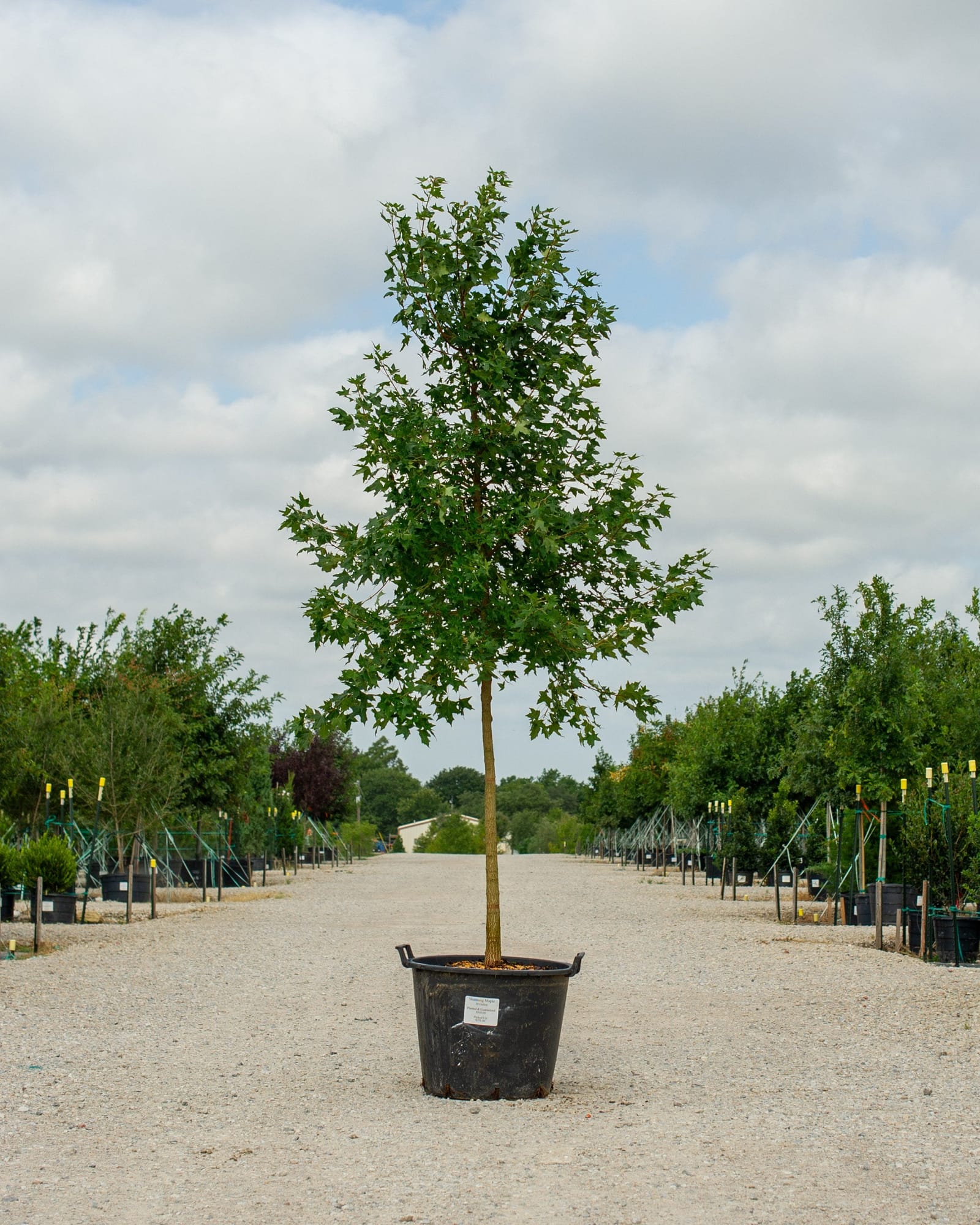 Shantung Maple