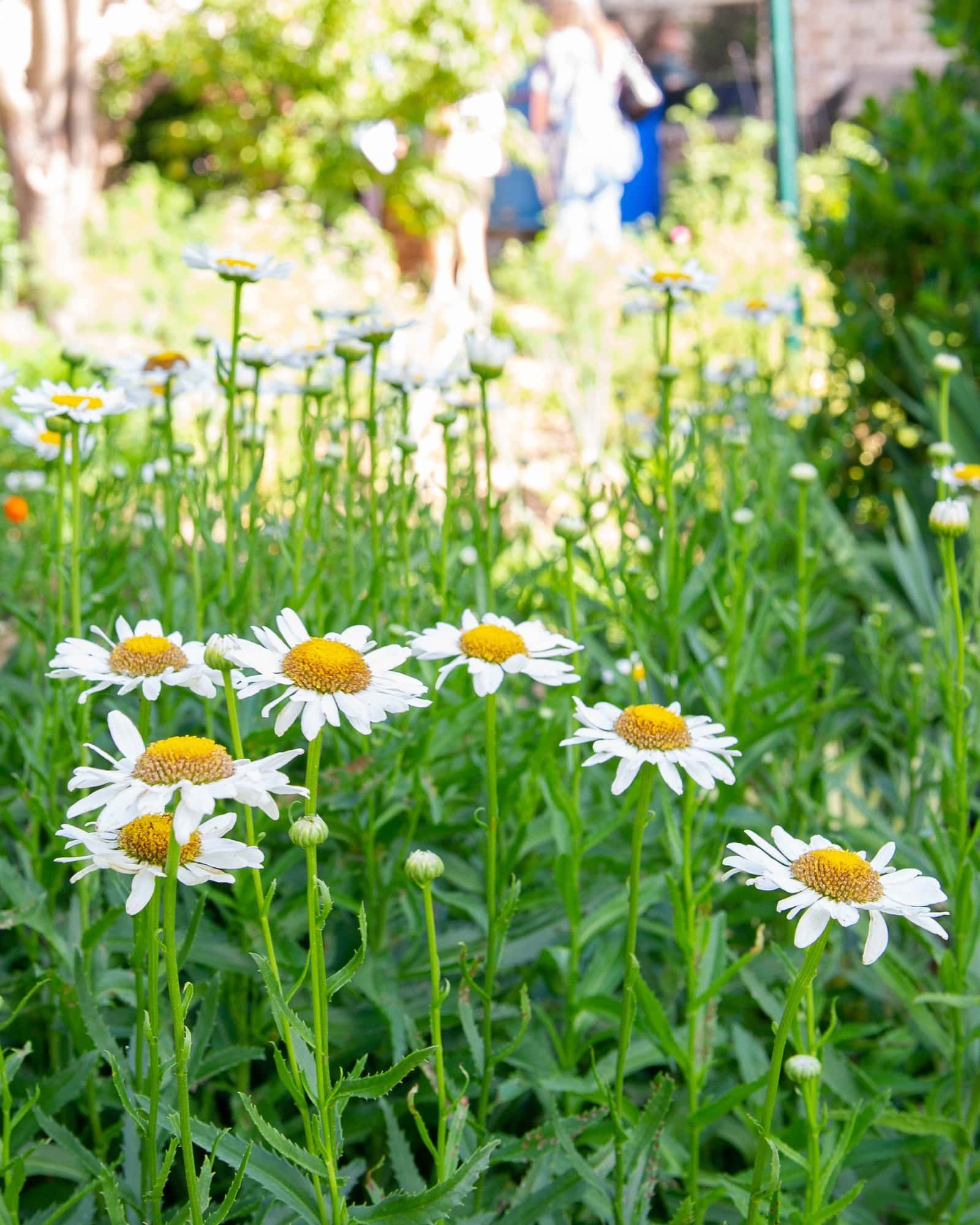 Shasta Snowcap Daisy - Main Image