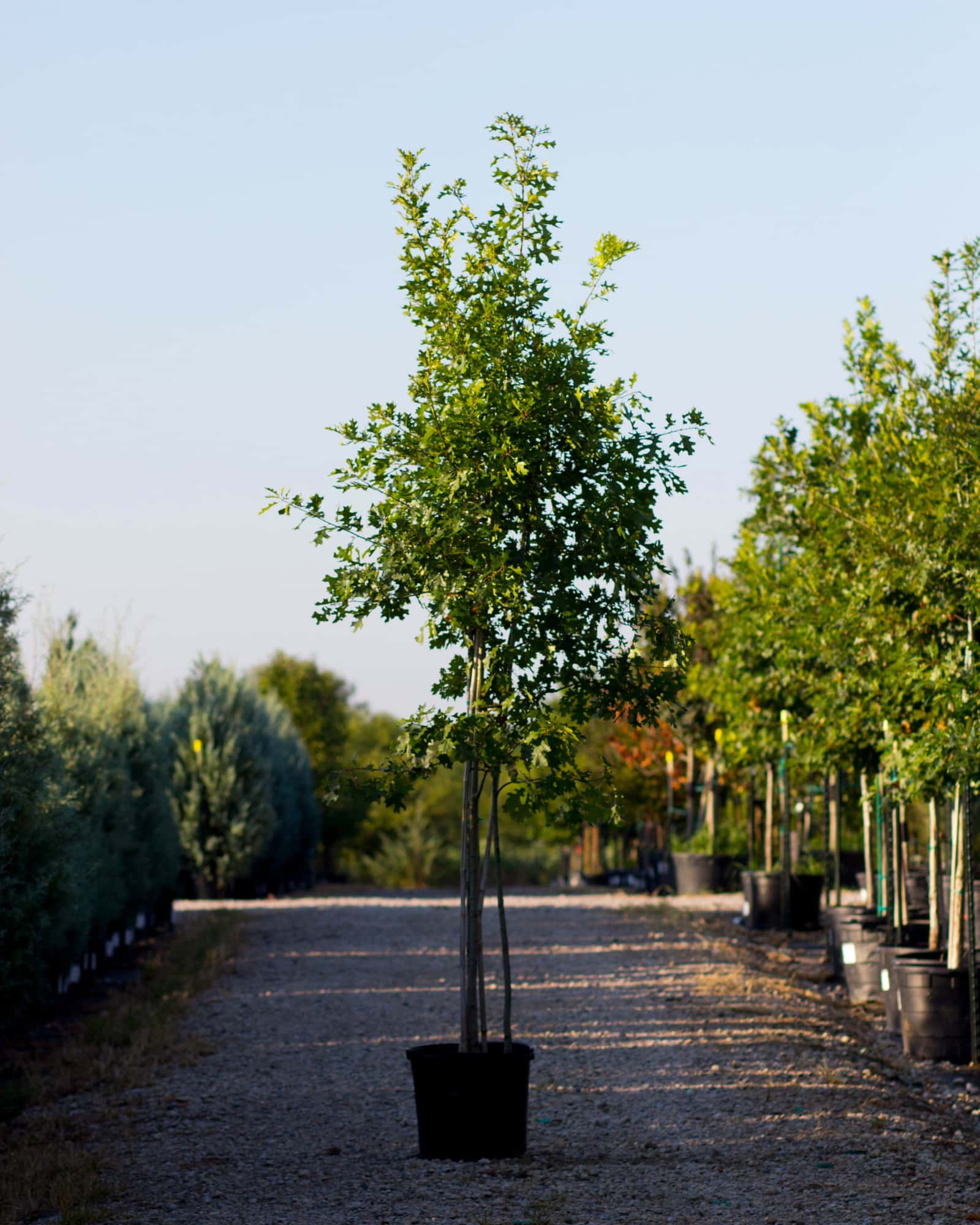 Shumard Red Oak Multi-Trunk - Main Image