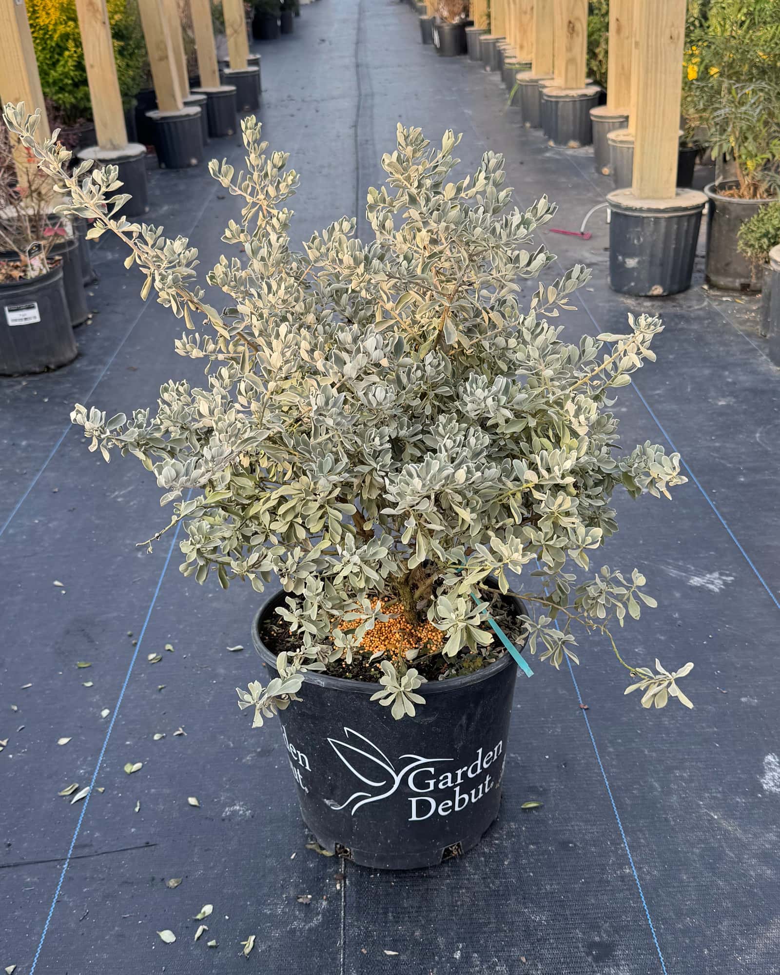 Silver Dream Texas Sage - Main Image