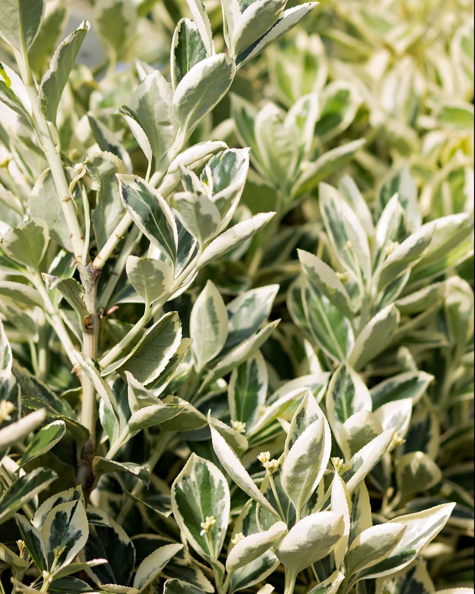 Silver King Euonymus - Main Image