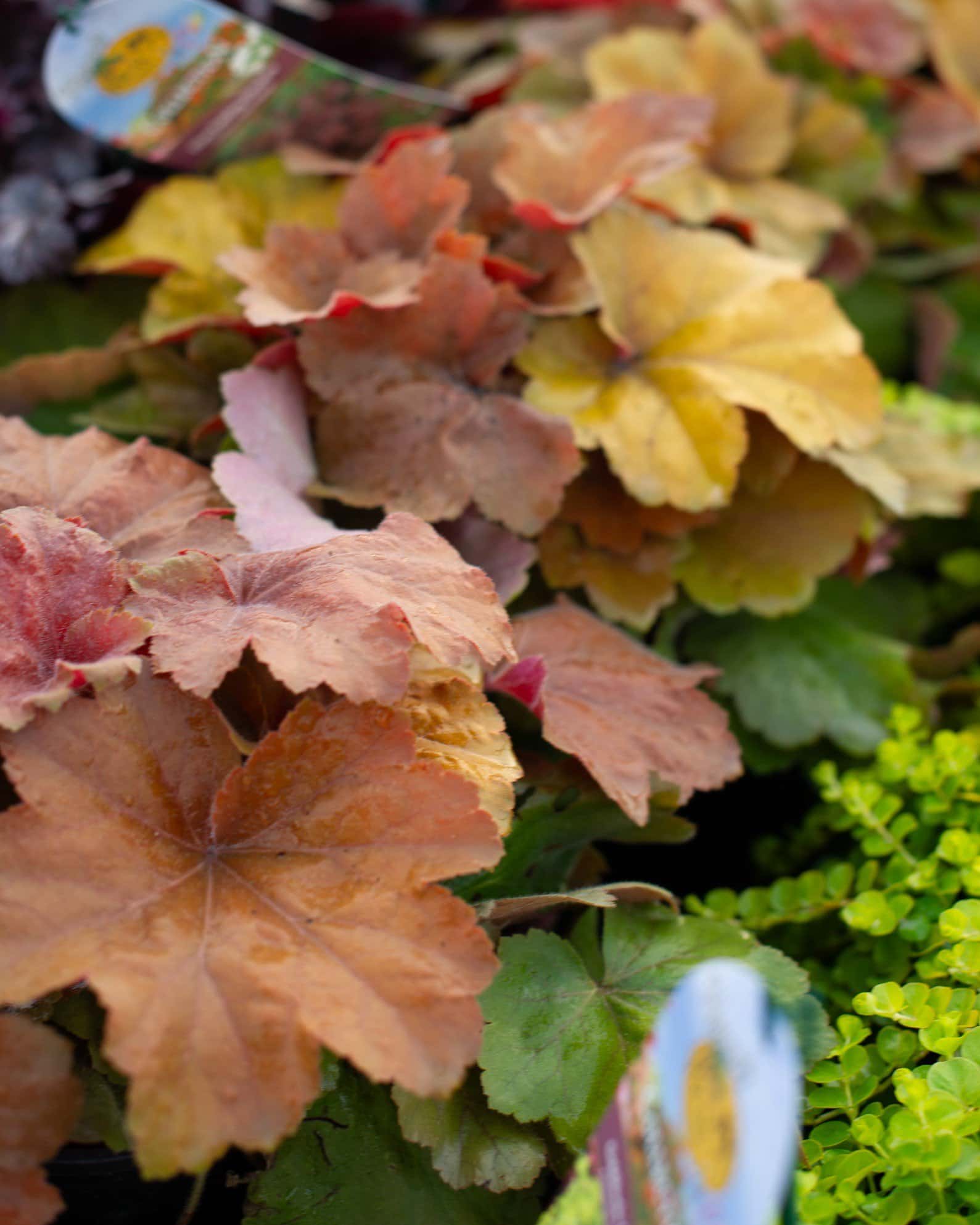 Southern Comfort Heuchera - Main Image