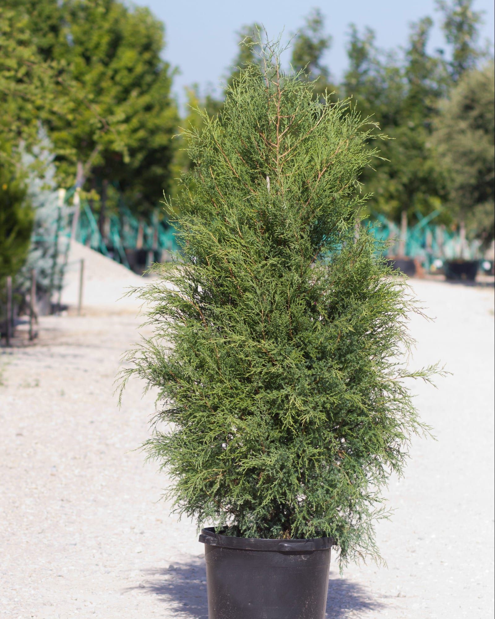 Southern Red Cedar Fuzzy Wuzzy