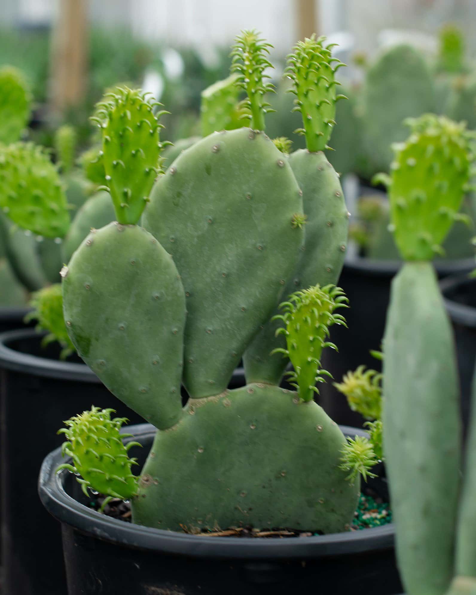 Spineless Prickly Pear Cactus - Main Image