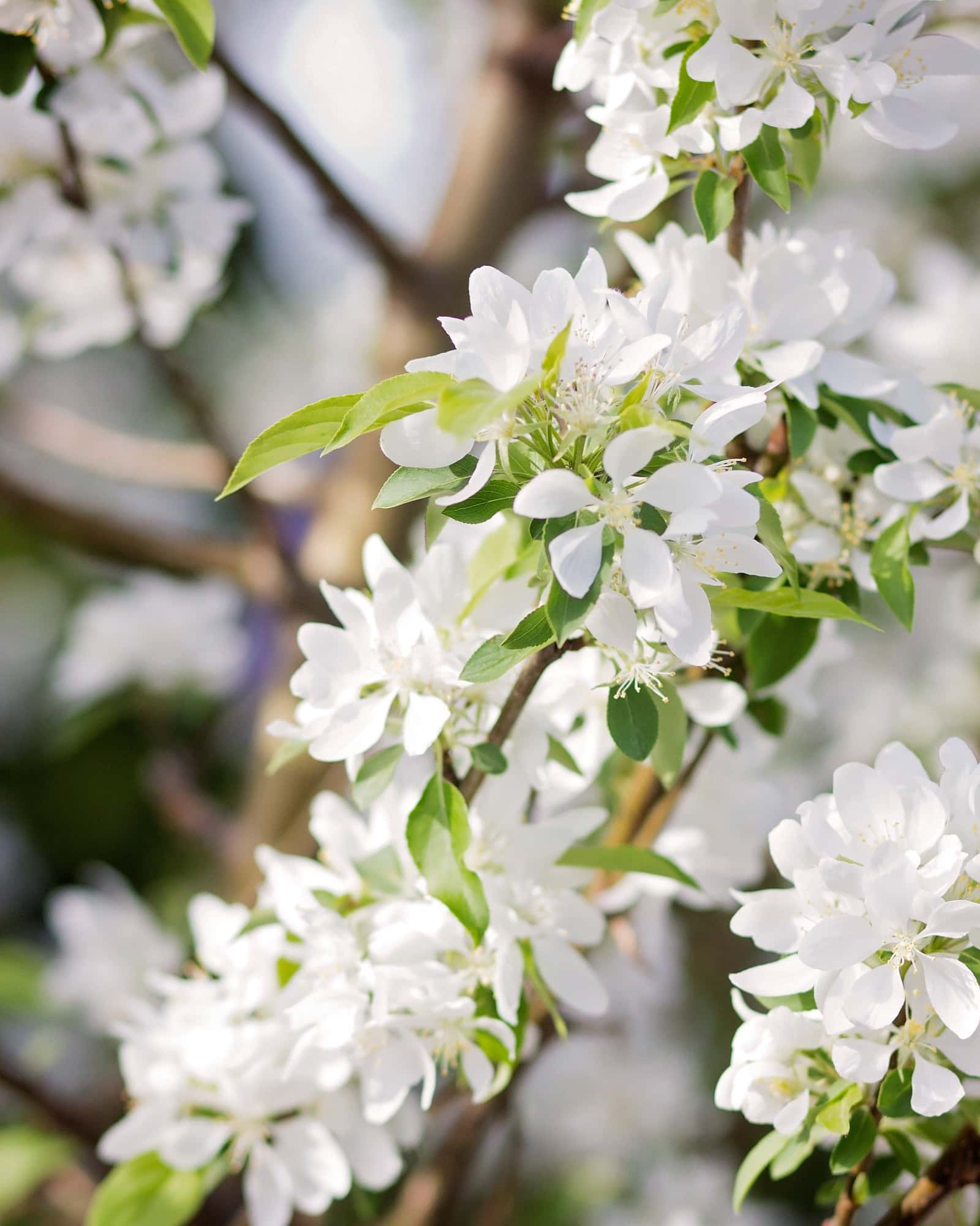 Spring Snow Crabapple - Main Image