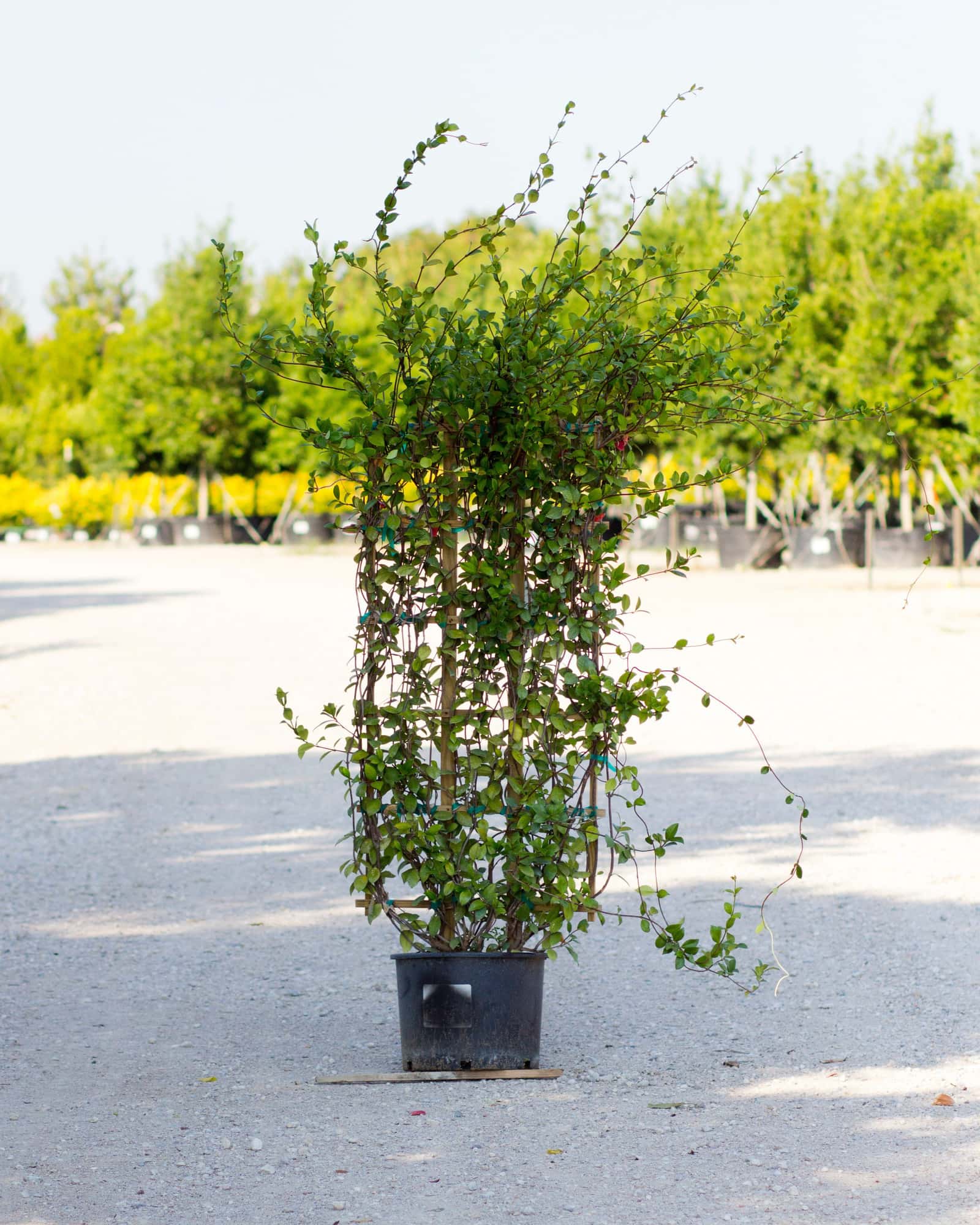 Star Confederate Jasmine Espalier - Main Image