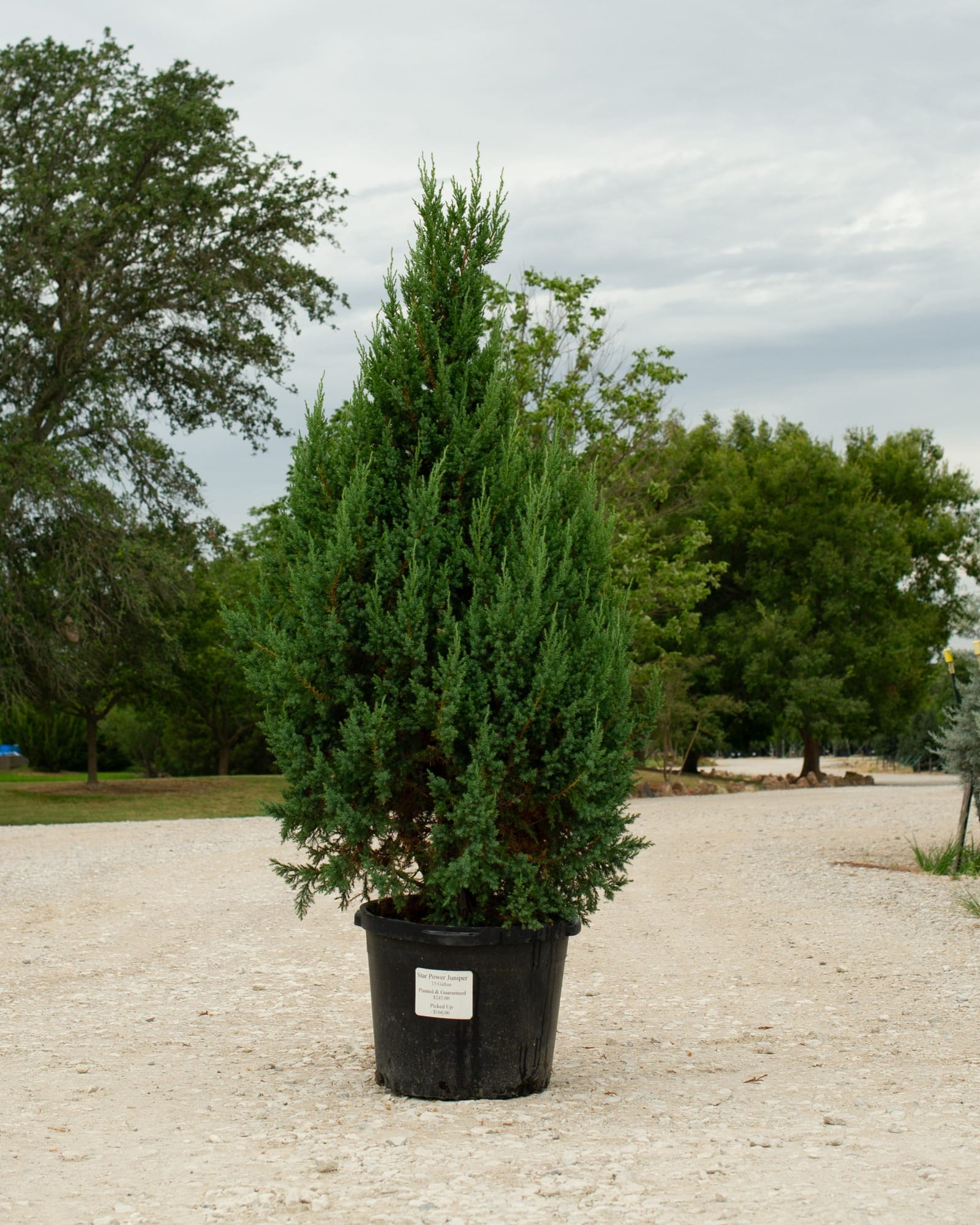 Star Power Juniper