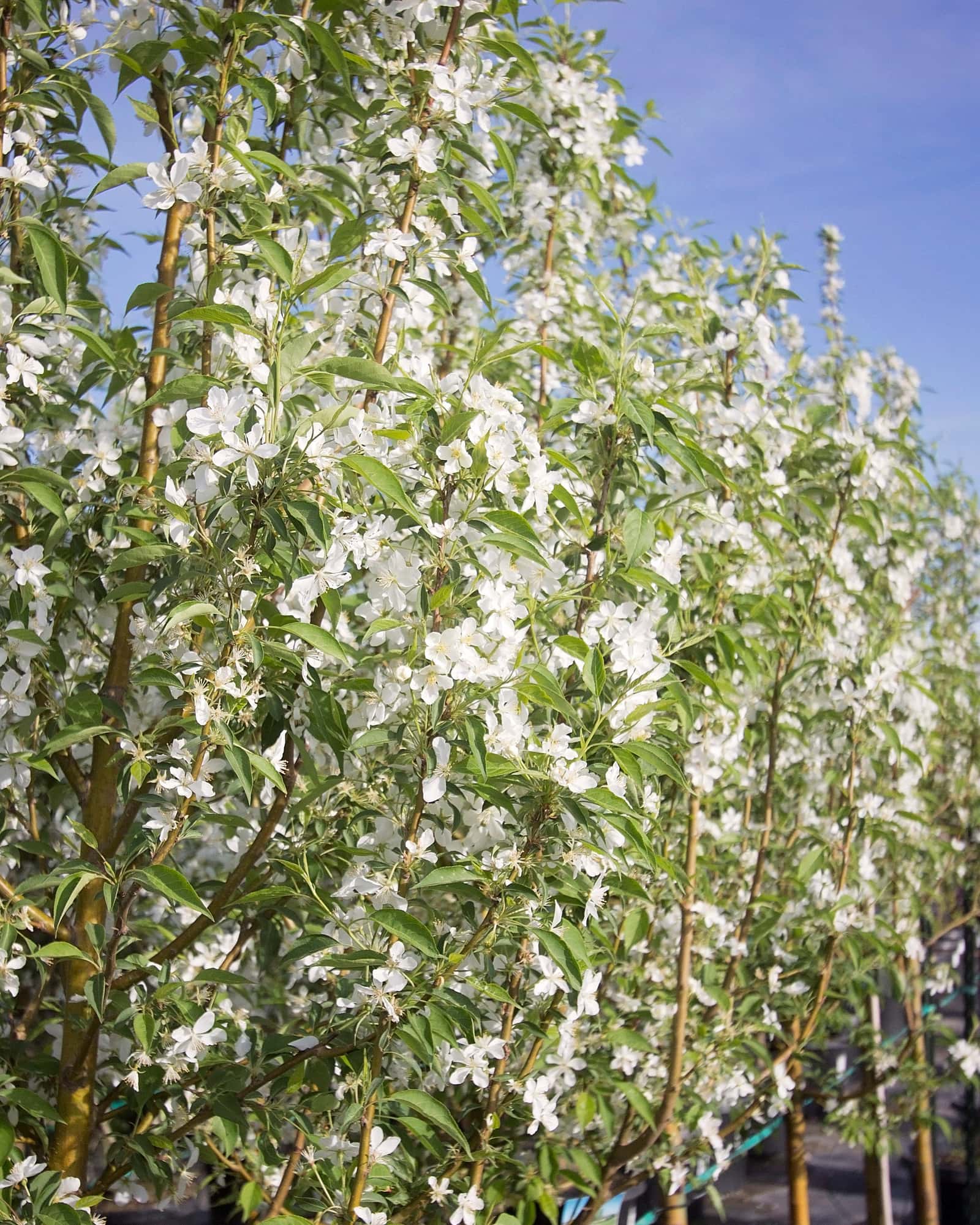Starlite Crabapple - Main Image