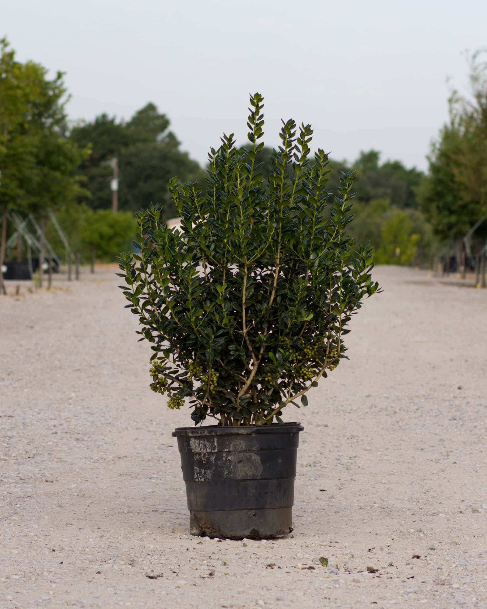 Burford Holly - Main Image