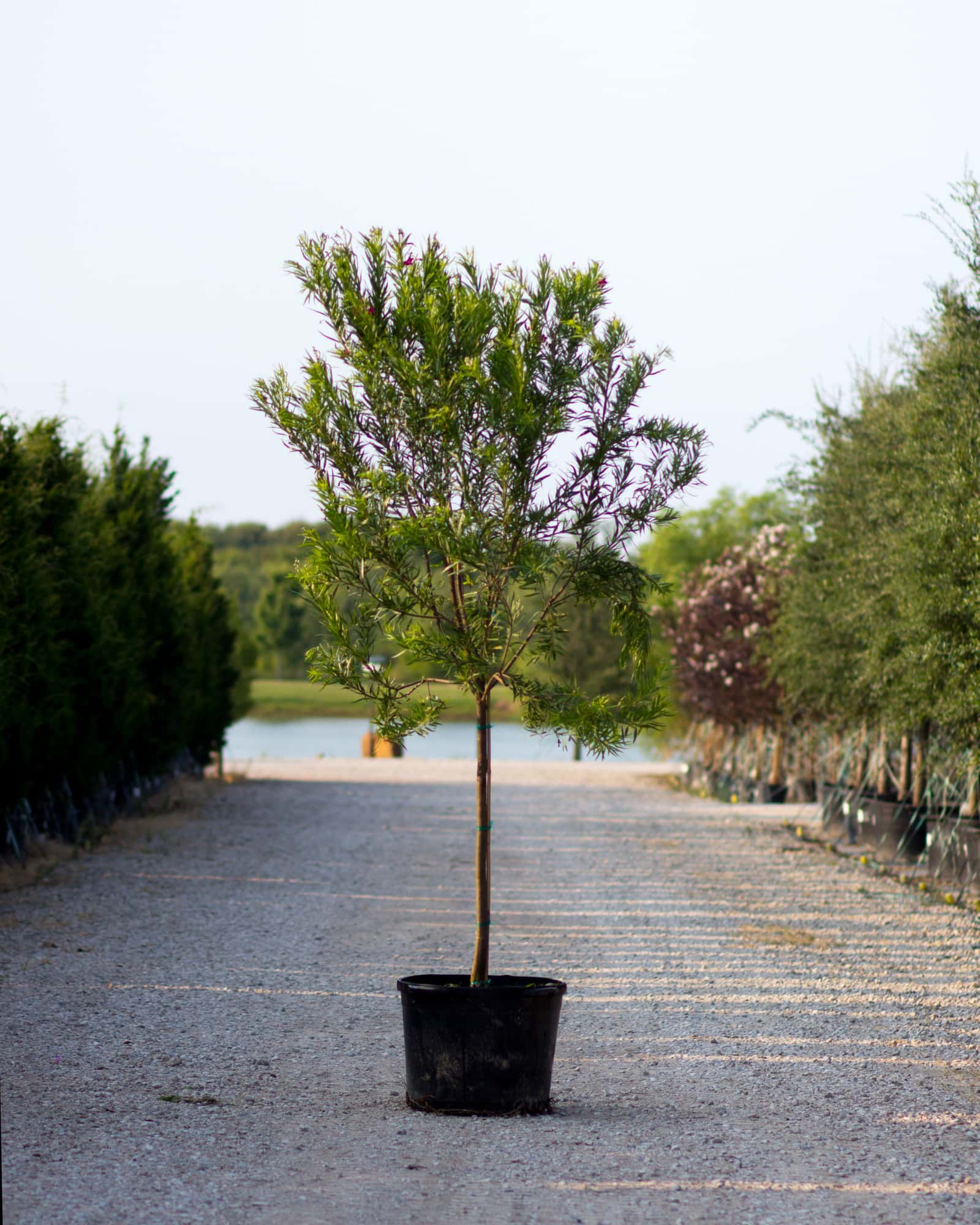 Desert Willow Bubba Tree Form - Image 1