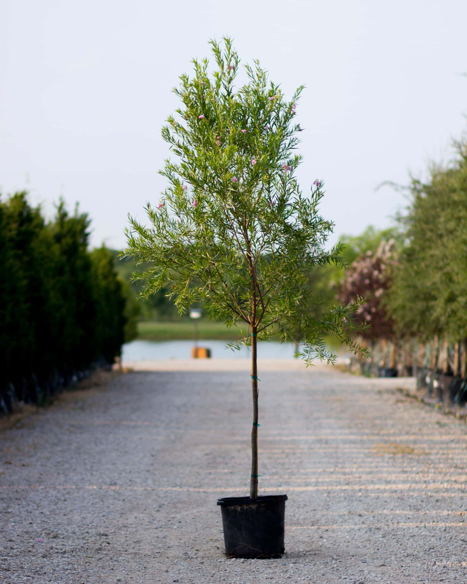 Desert Willow Bubba Tree Form - Main Image