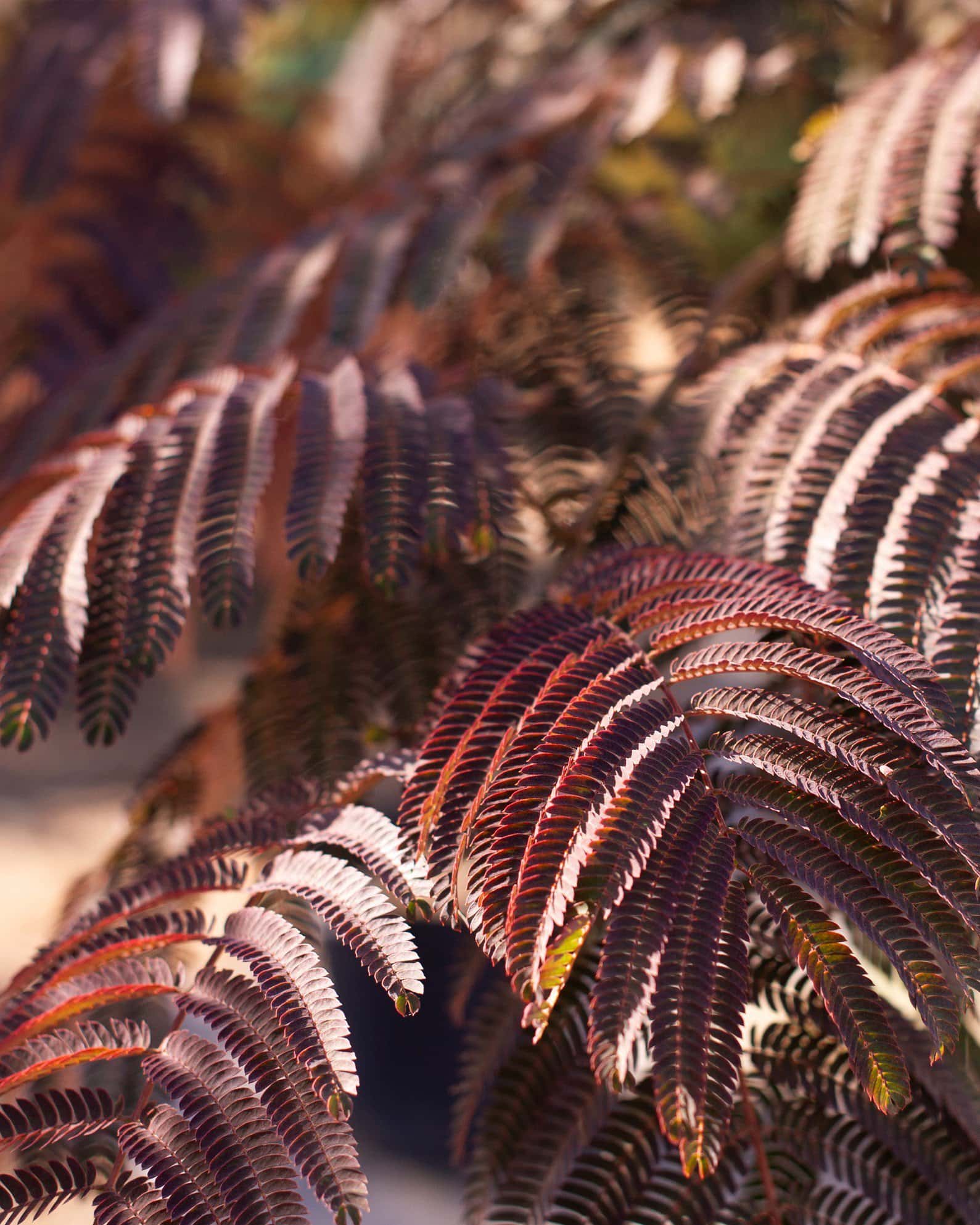 Summer Chocolate Mimosa - Main Image