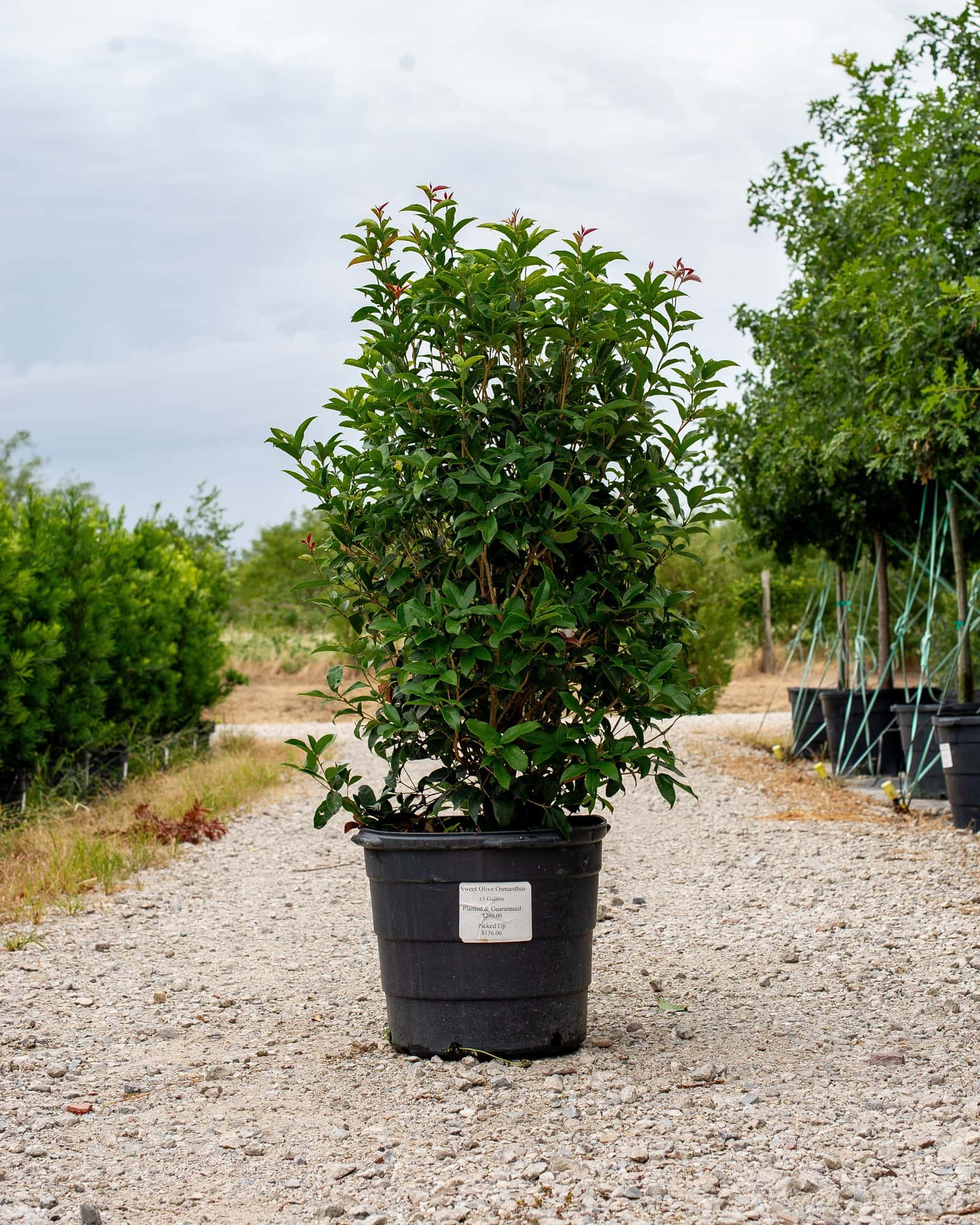 Sweet Olive Osmanthus - Main Image