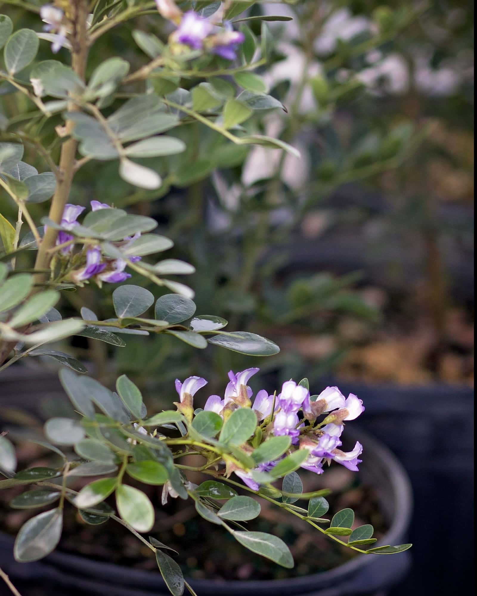 Texas Mountain Laurel - Main Image