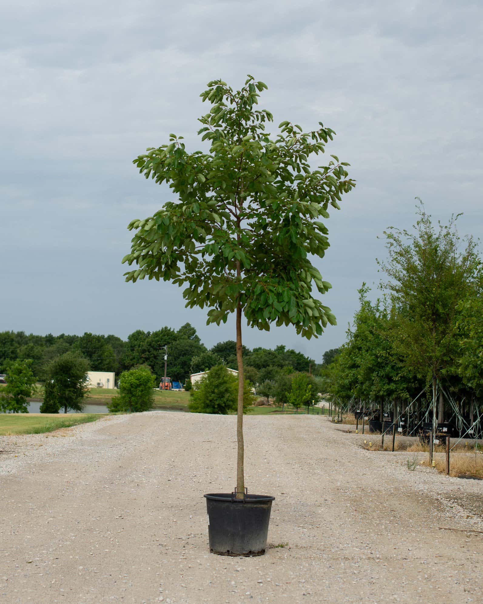 Texas Persimmon - Main Image