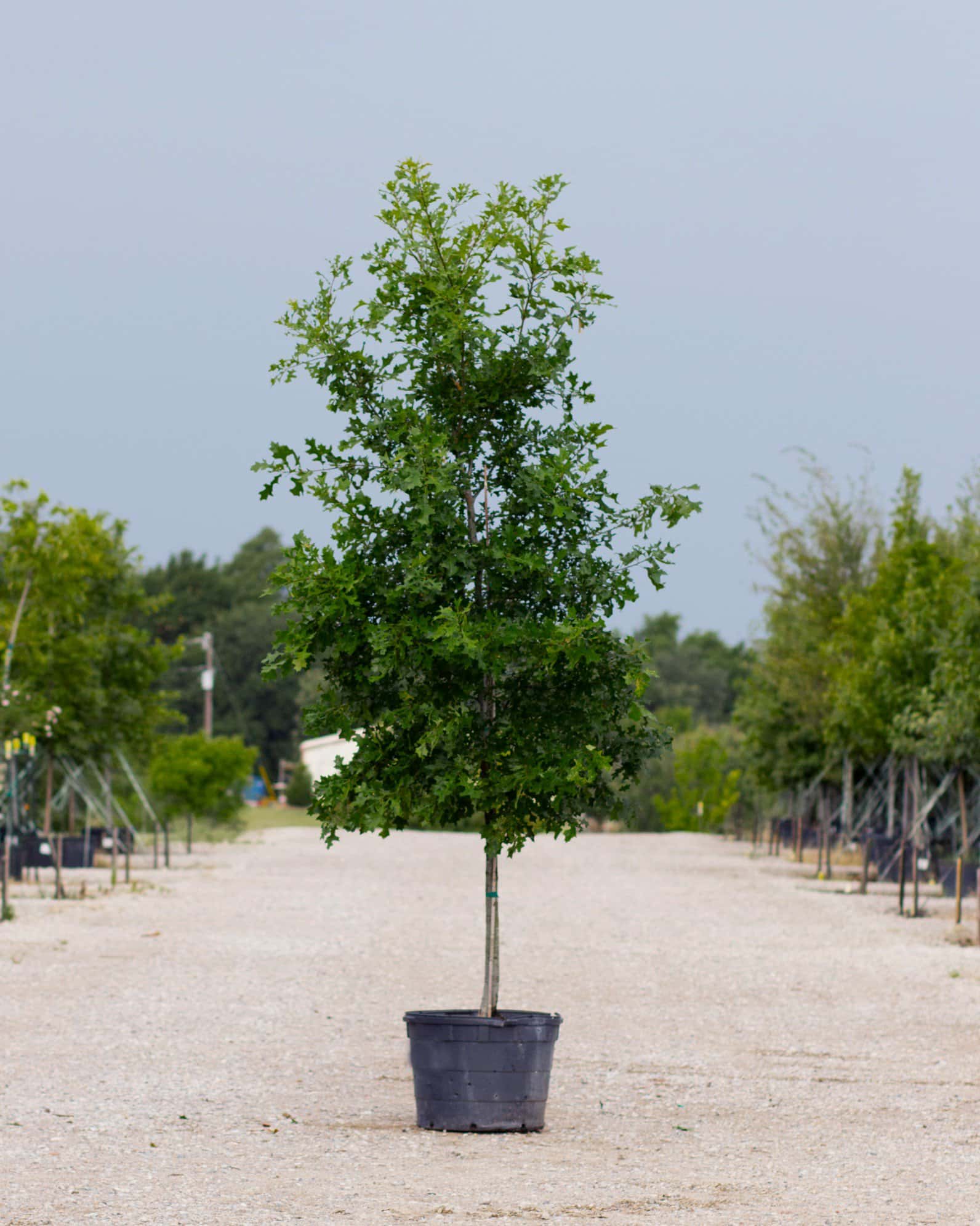 Texas Red Oak - Main Image