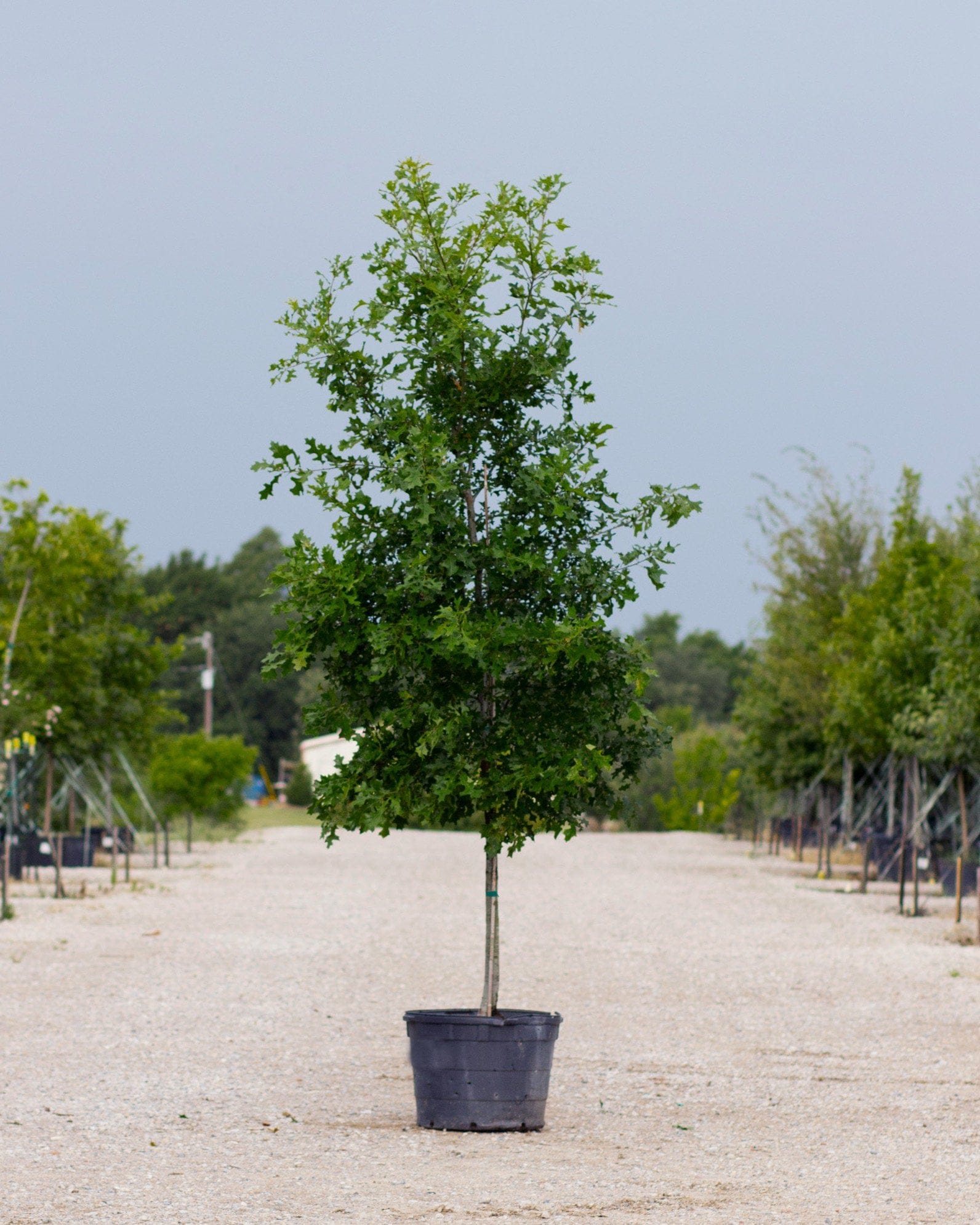Texas Red Oak