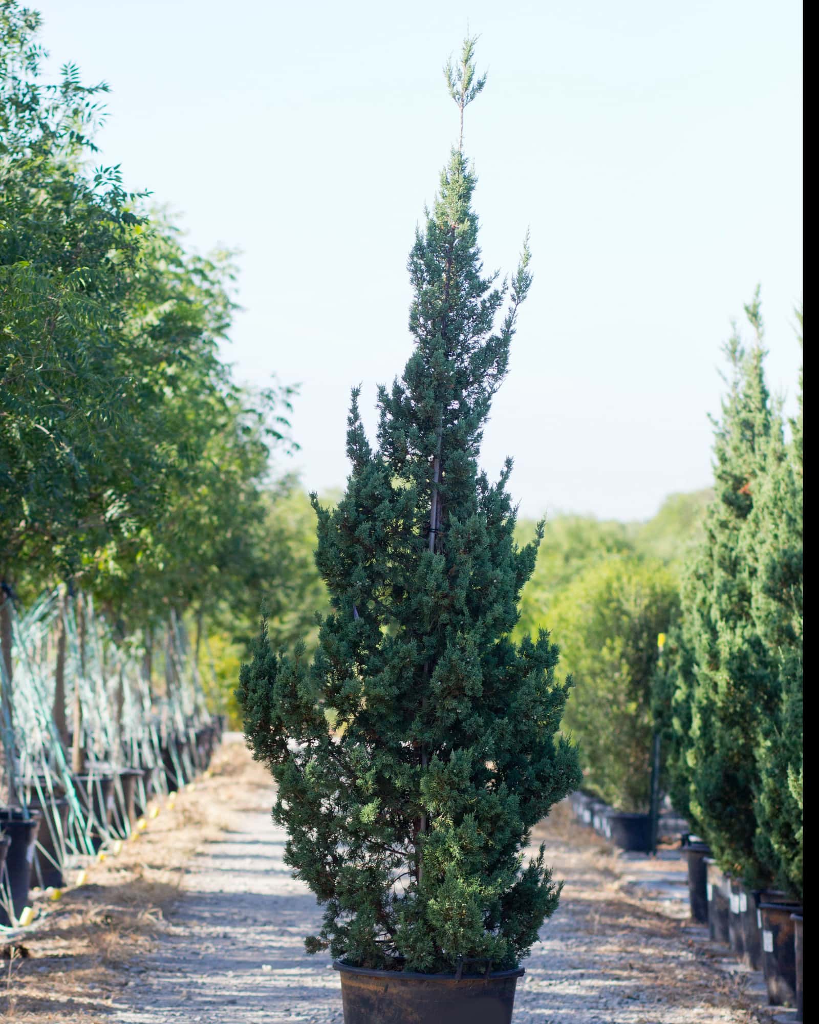 Trautman Juniper - Main Image